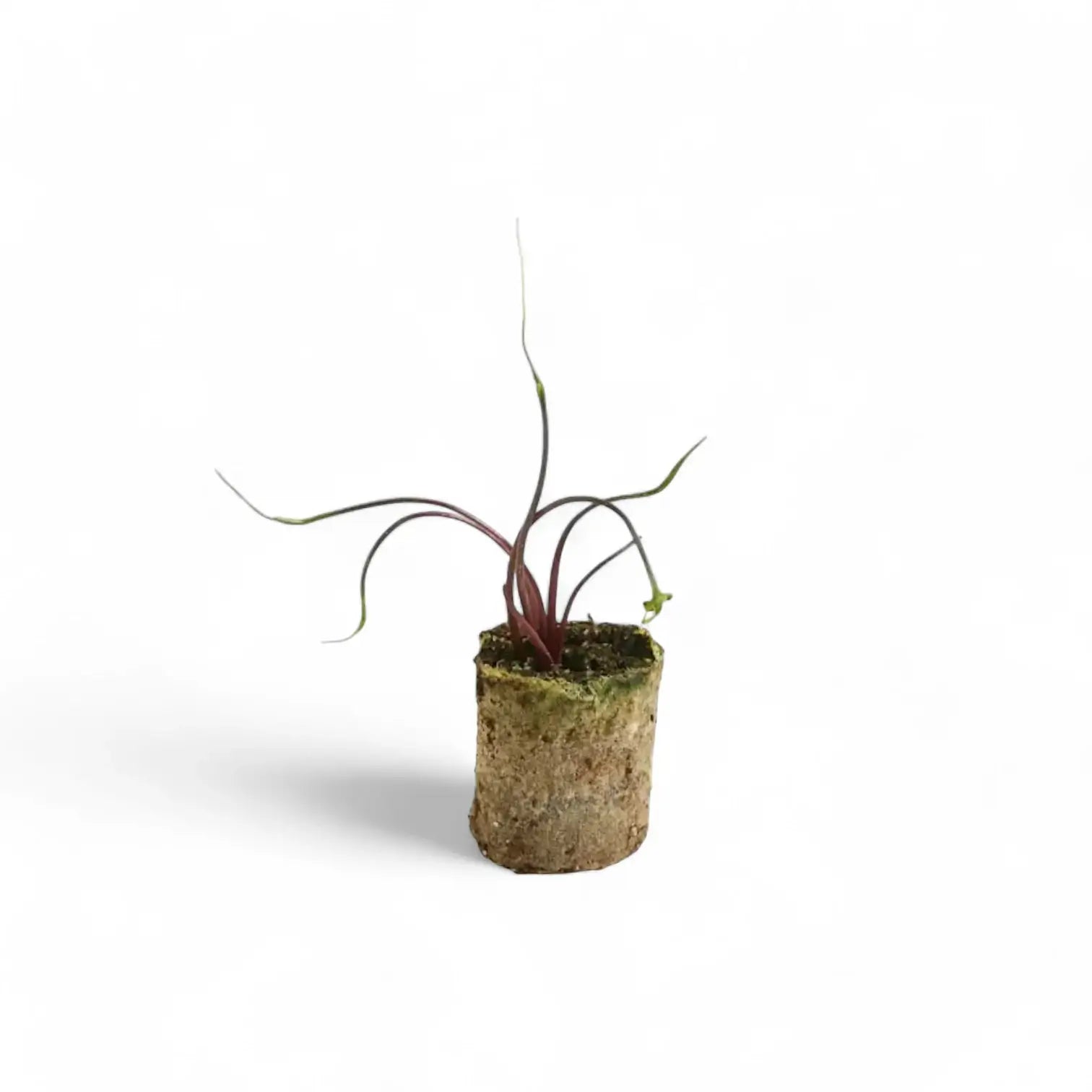 Alocasia macrorrhizos 'Flying Squid' potted plant in nursery pot on white background.