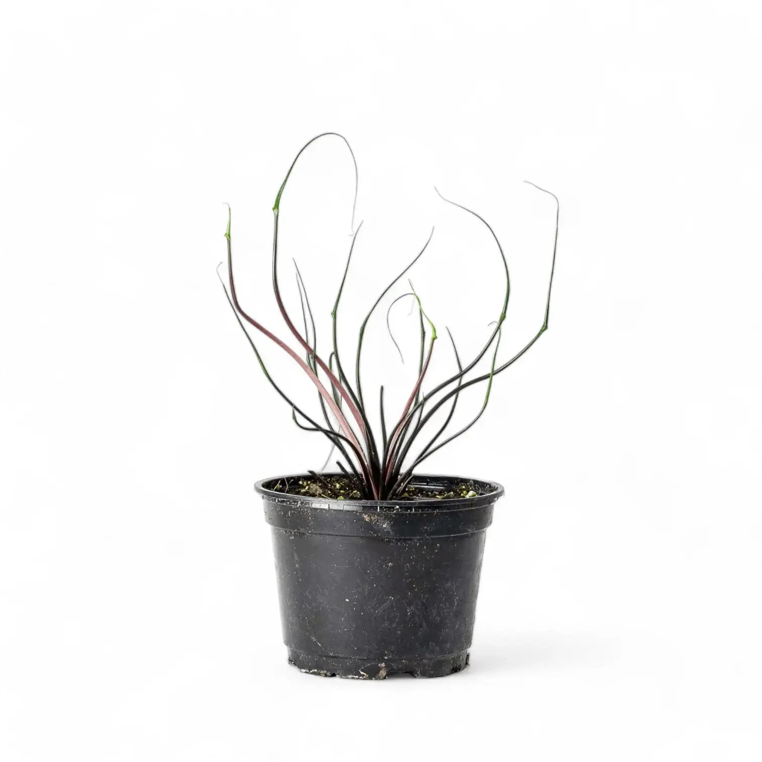 Alocasia macrorrhizos 'Flying Squid' potted plant in nursery pot on white background.