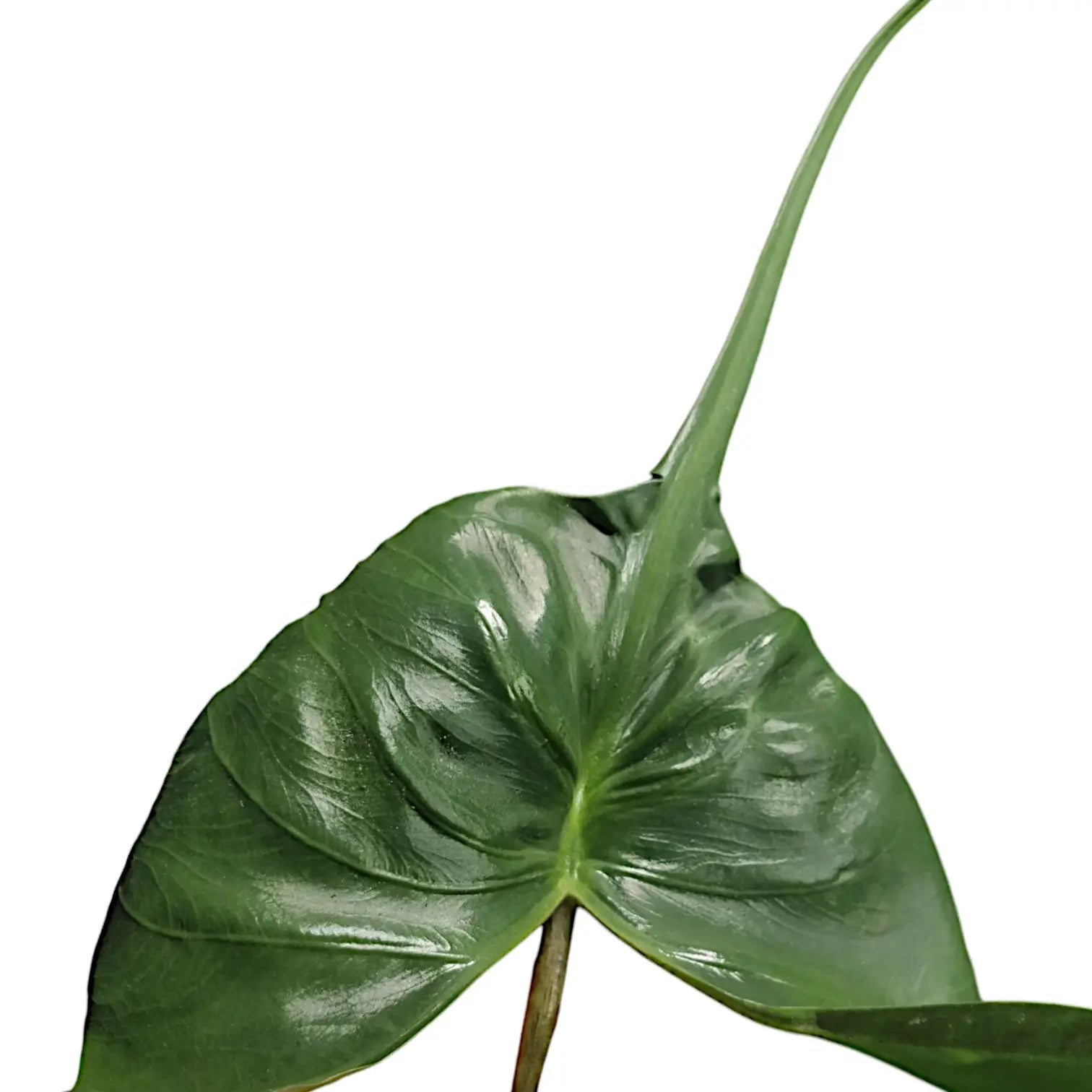 Alocasia macrorrhizos 'Stingray' close-up of leaf on white background.