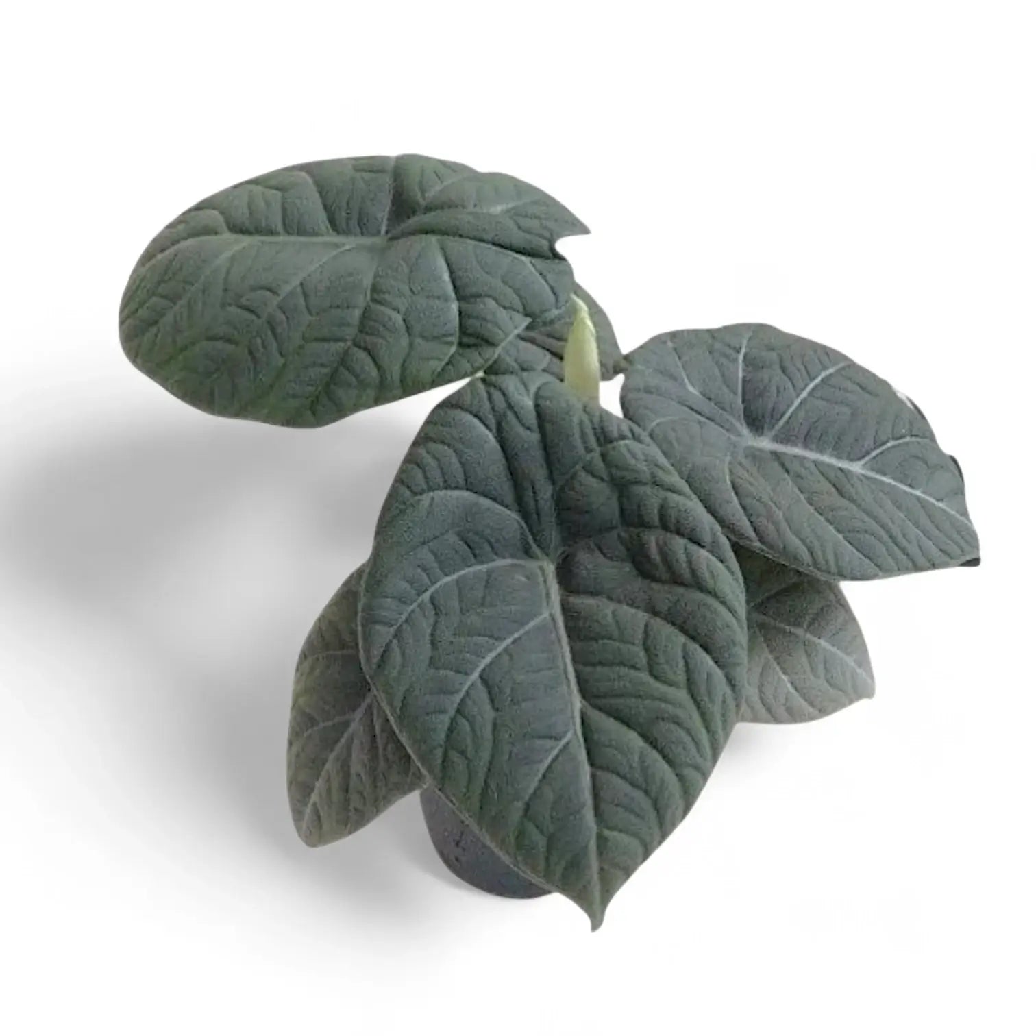 Alocasia 'Maharani' potted plant in nursery pot on white background.