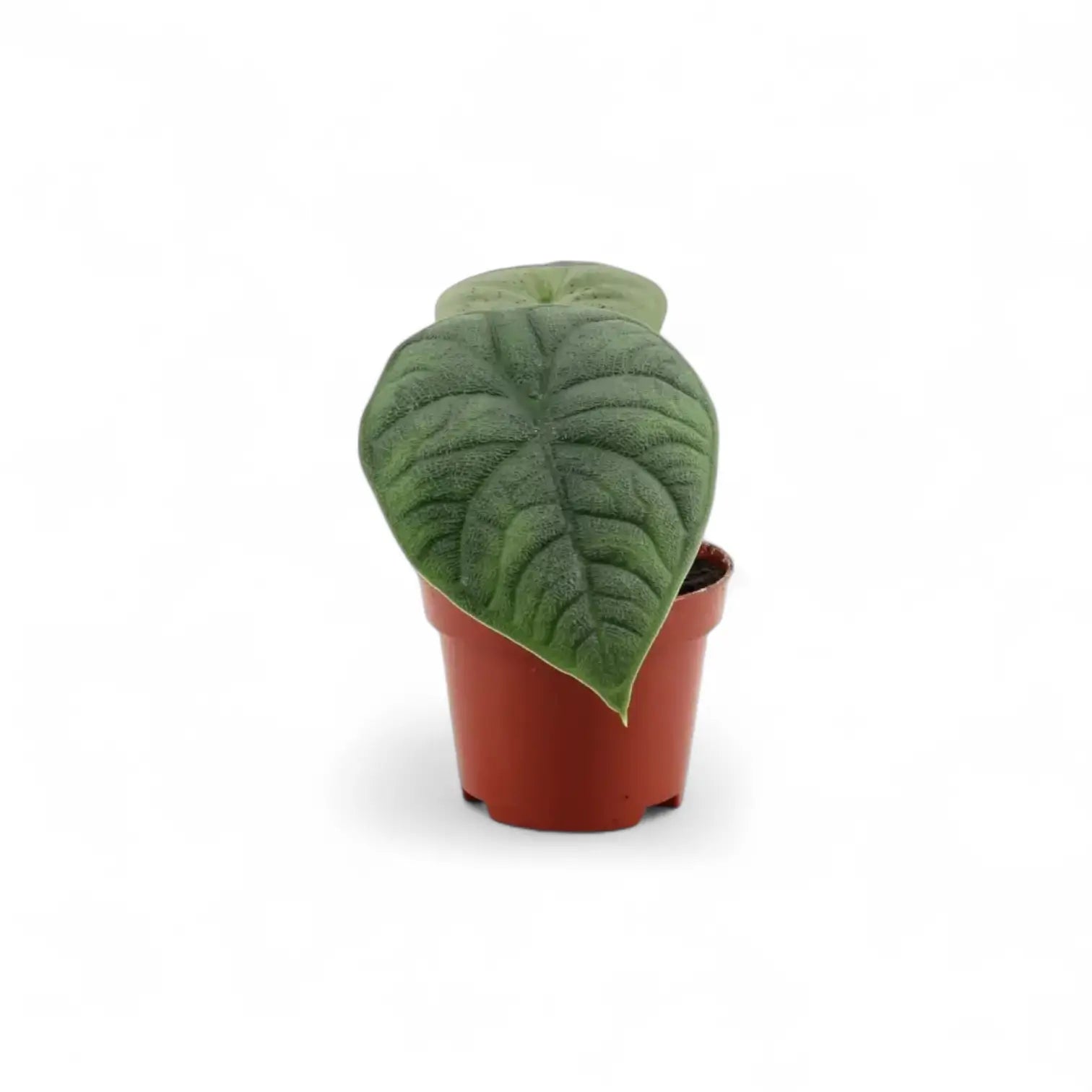 Alocasia 'Maharani' potted plant in nursery pot on white background.
