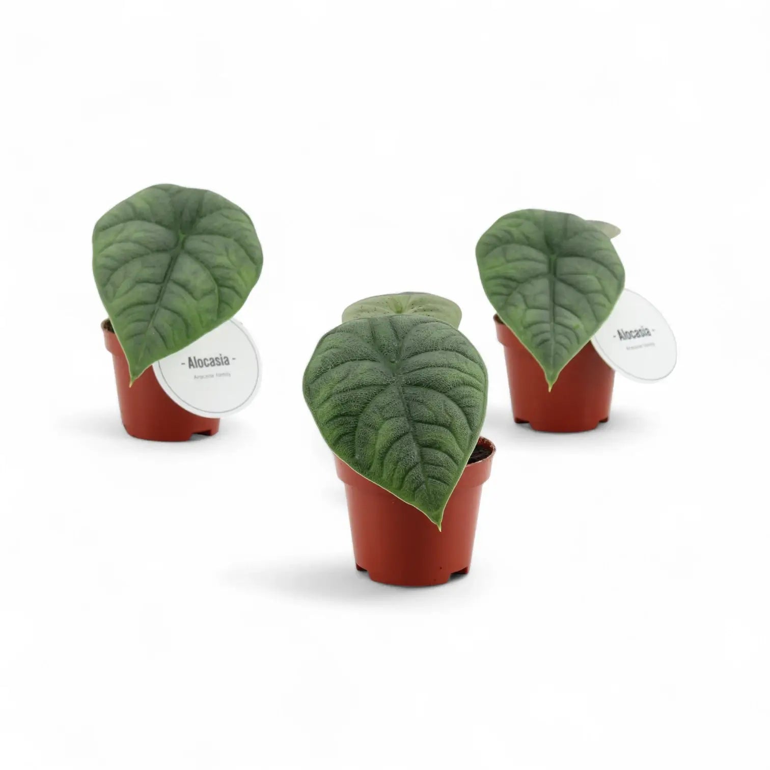 Alocasia 'Maharani' potted plant in nursery pot on white background.