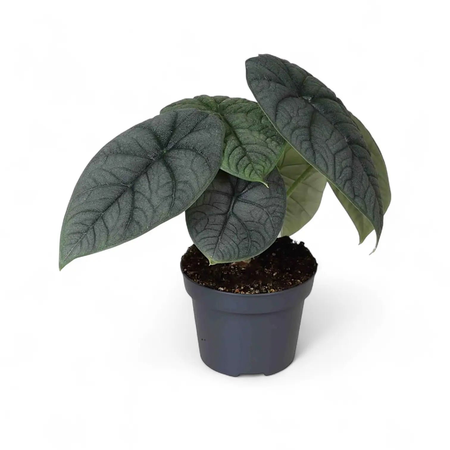 Alocasia melo – Topfpflanze im Kulturtopf vor weißem Hintergrund, Produktfoto 3.