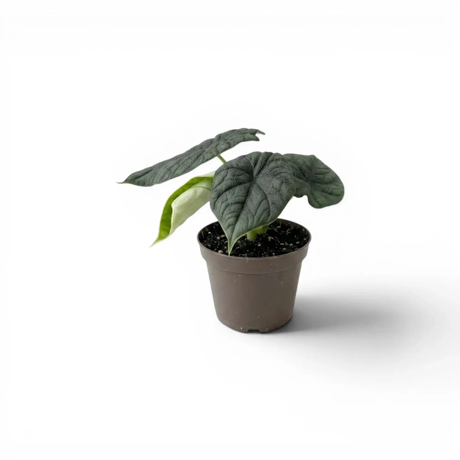 Kleine Alocasia melo mit strukturierten Blättern im Anzuchttopf vor weißem Hintergrund