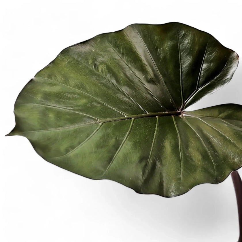 Alocasia 'Metalhead' leaf detail on white background.