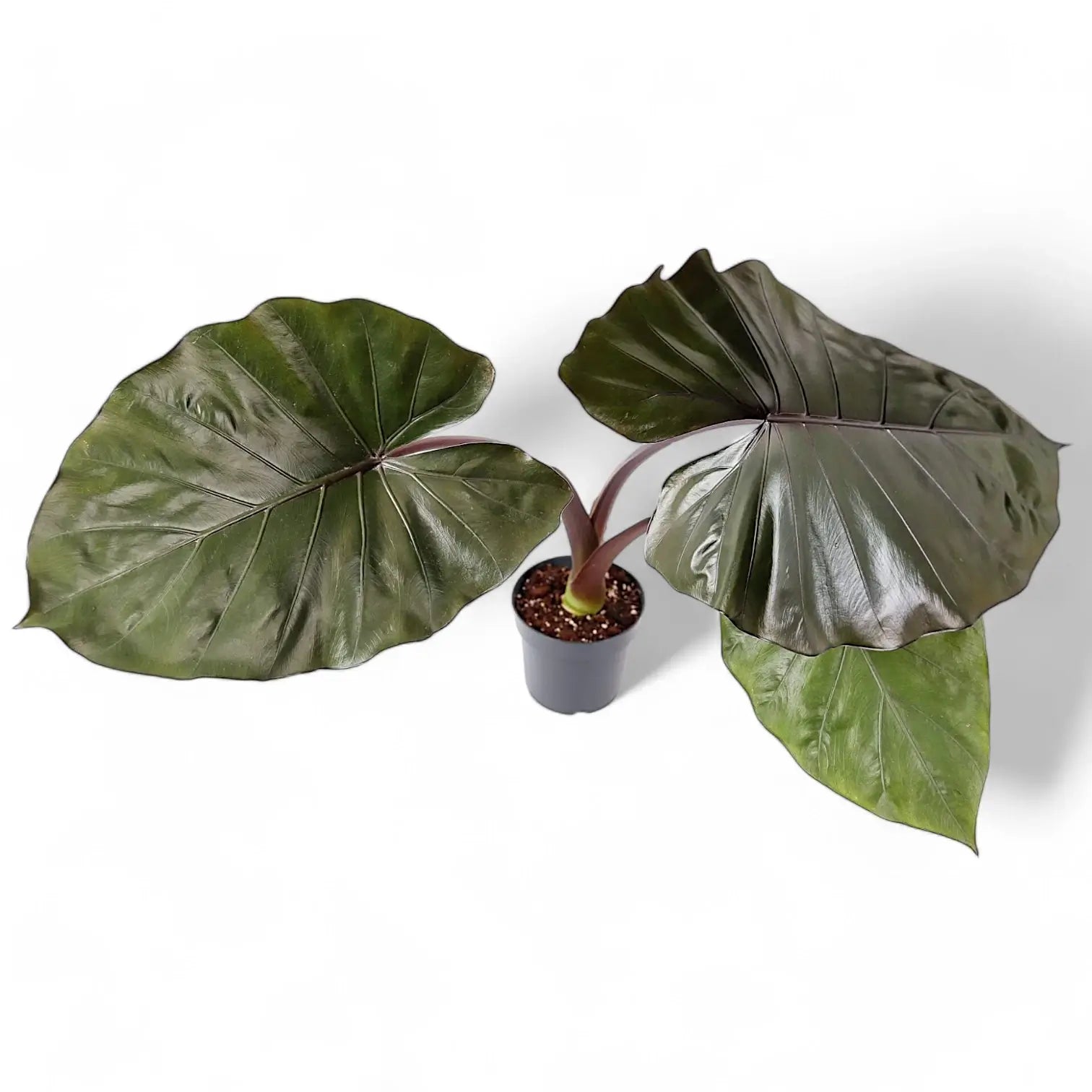 Alocasia 'Metalhead' potted plant in nursery pot on white background.