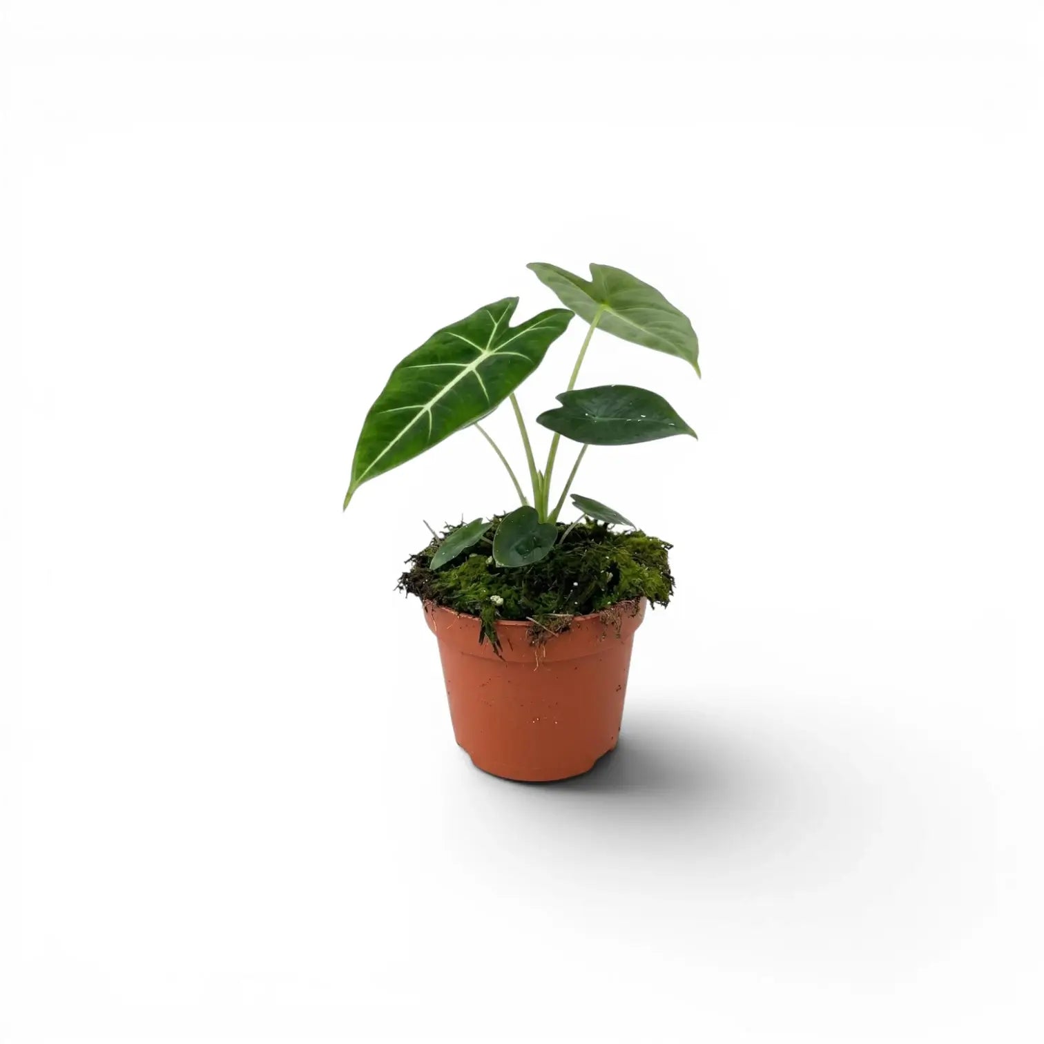 Alocasia micholitziana Jungpflanze im Topf mit grünen Blättern auf weißem Hintergrund