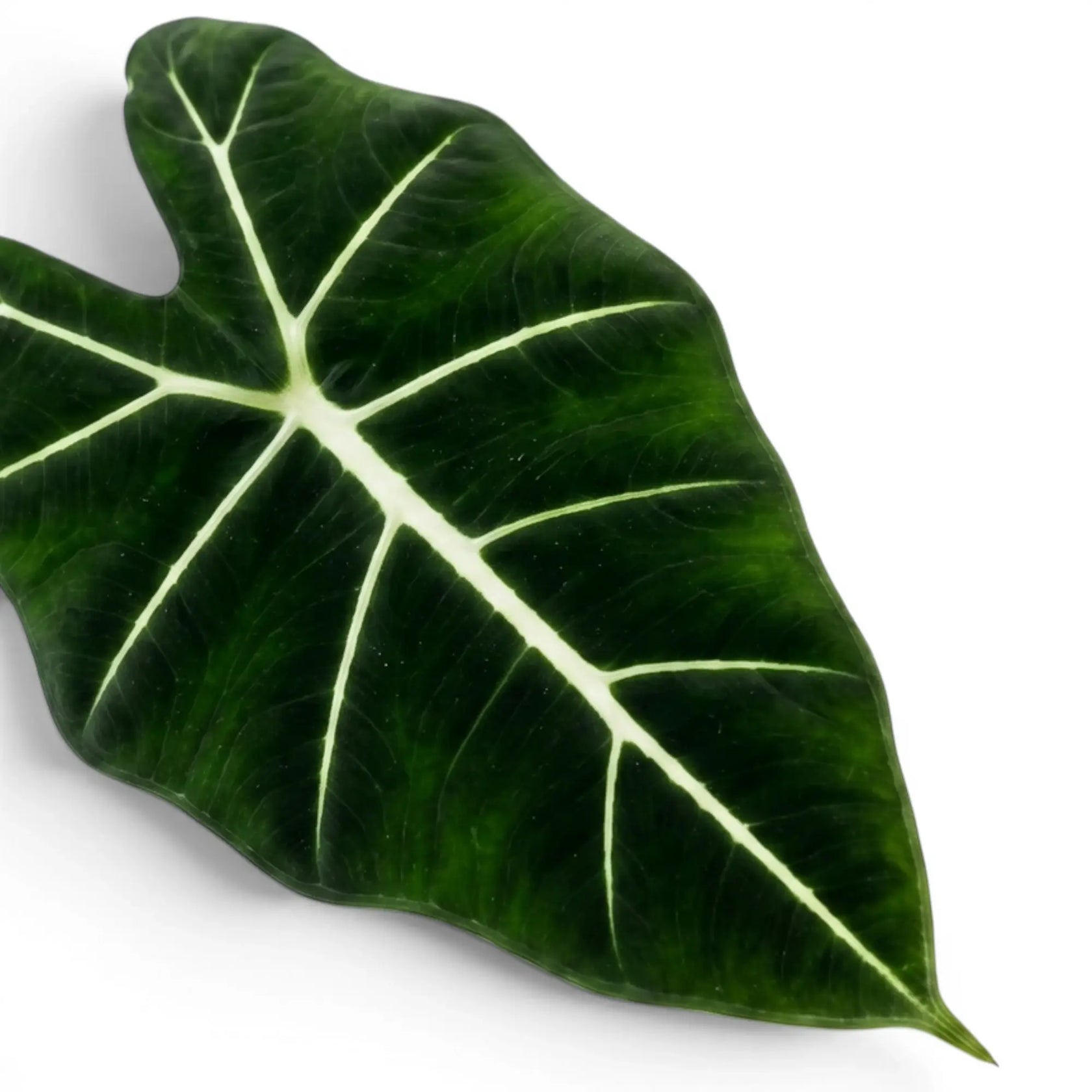 Nahaufnahme eines großen grünen Blattes der Alocasia micholitziana mit weißen Blattadern auf weißem Hintergrund