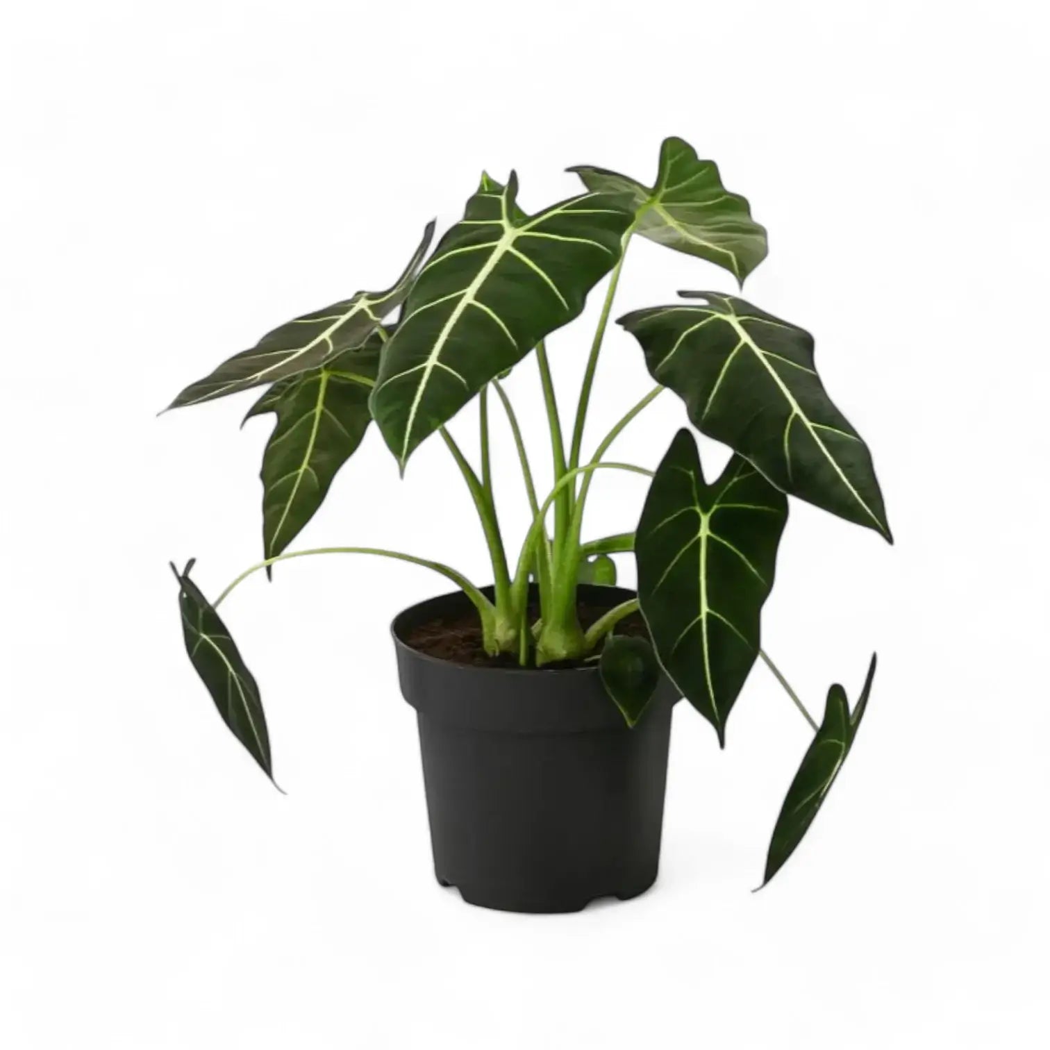 Alocasia micholitziana ‘Green velvet’ (‘Maxkowskii') potted plant in nursery pot on white background.
