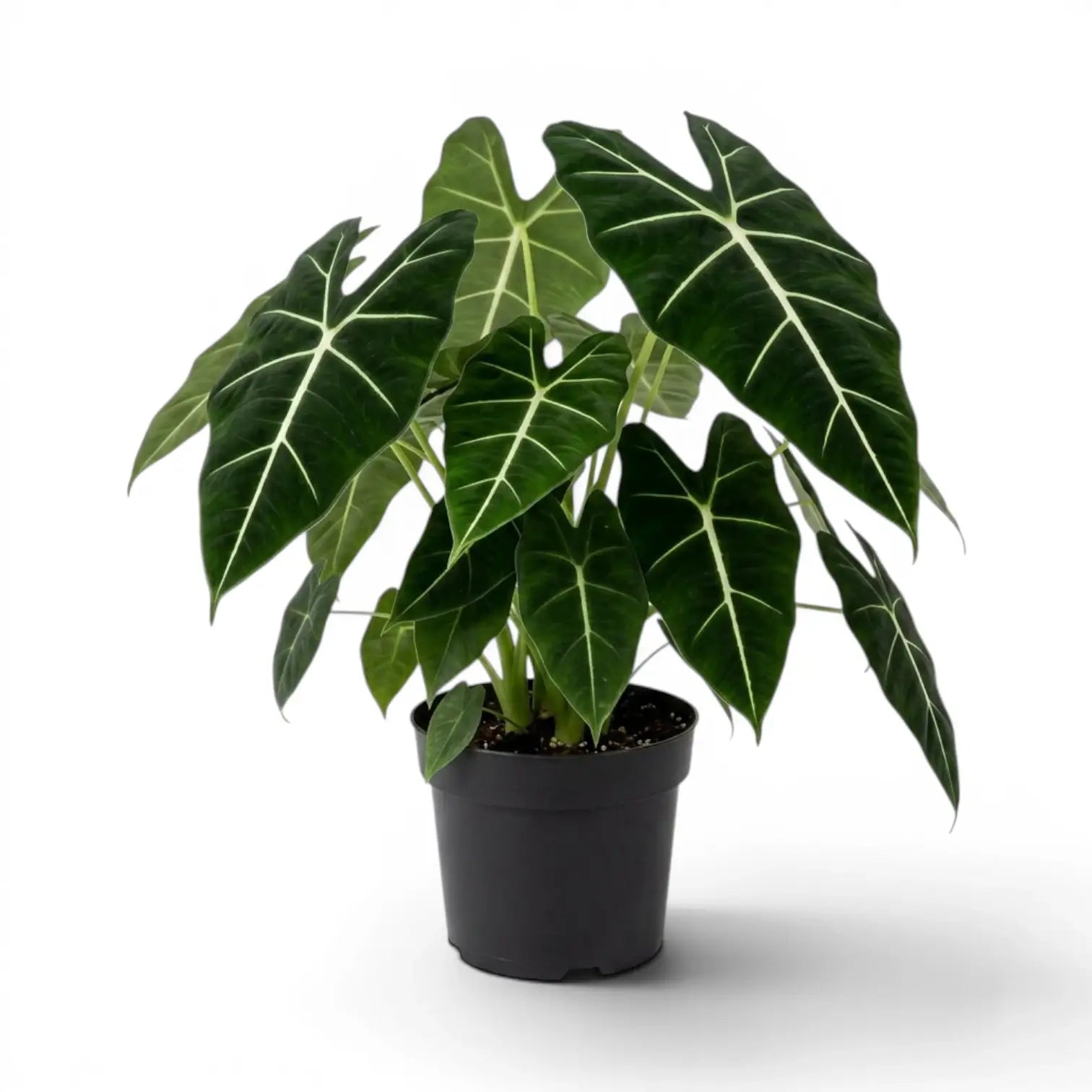 Große Alocasia micholitziana im Topf mit grünen Blättern auf weißem Hintergrund