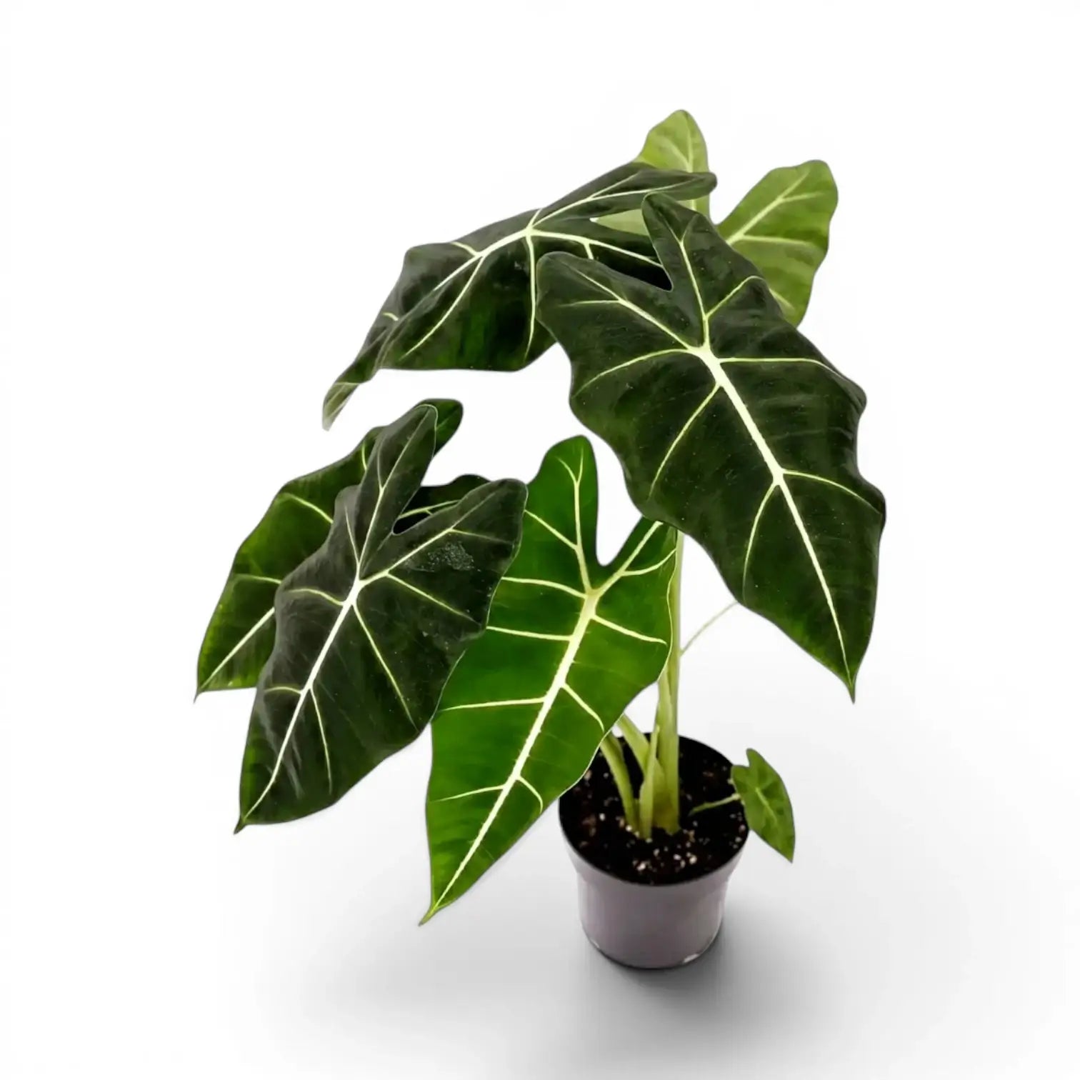 Alocasia micholitziana im Topf mit großen grünen Blättern auf weißem Hintergrund