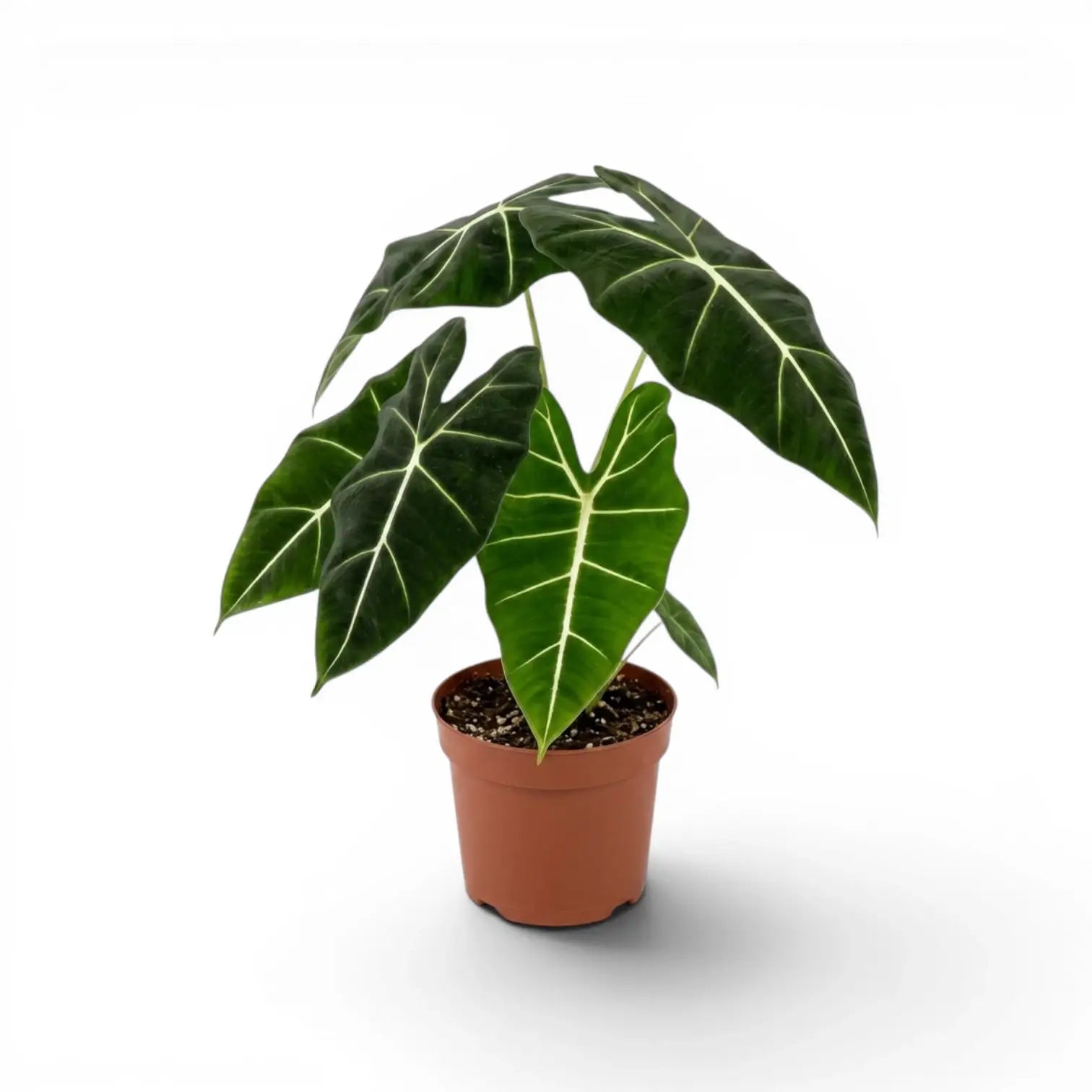 Alocasia micholitziana im Topf mit grünen Blättern auf weißem Hintergrund