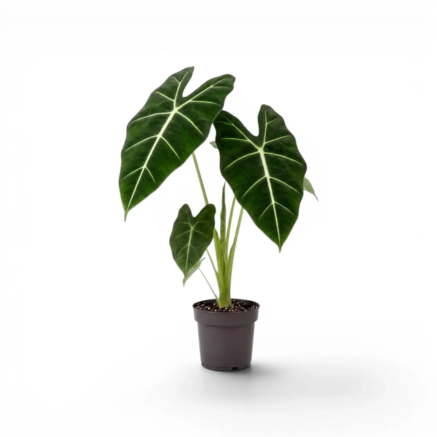 Potted Alocasia micholitziana plant with green leaves on a white background