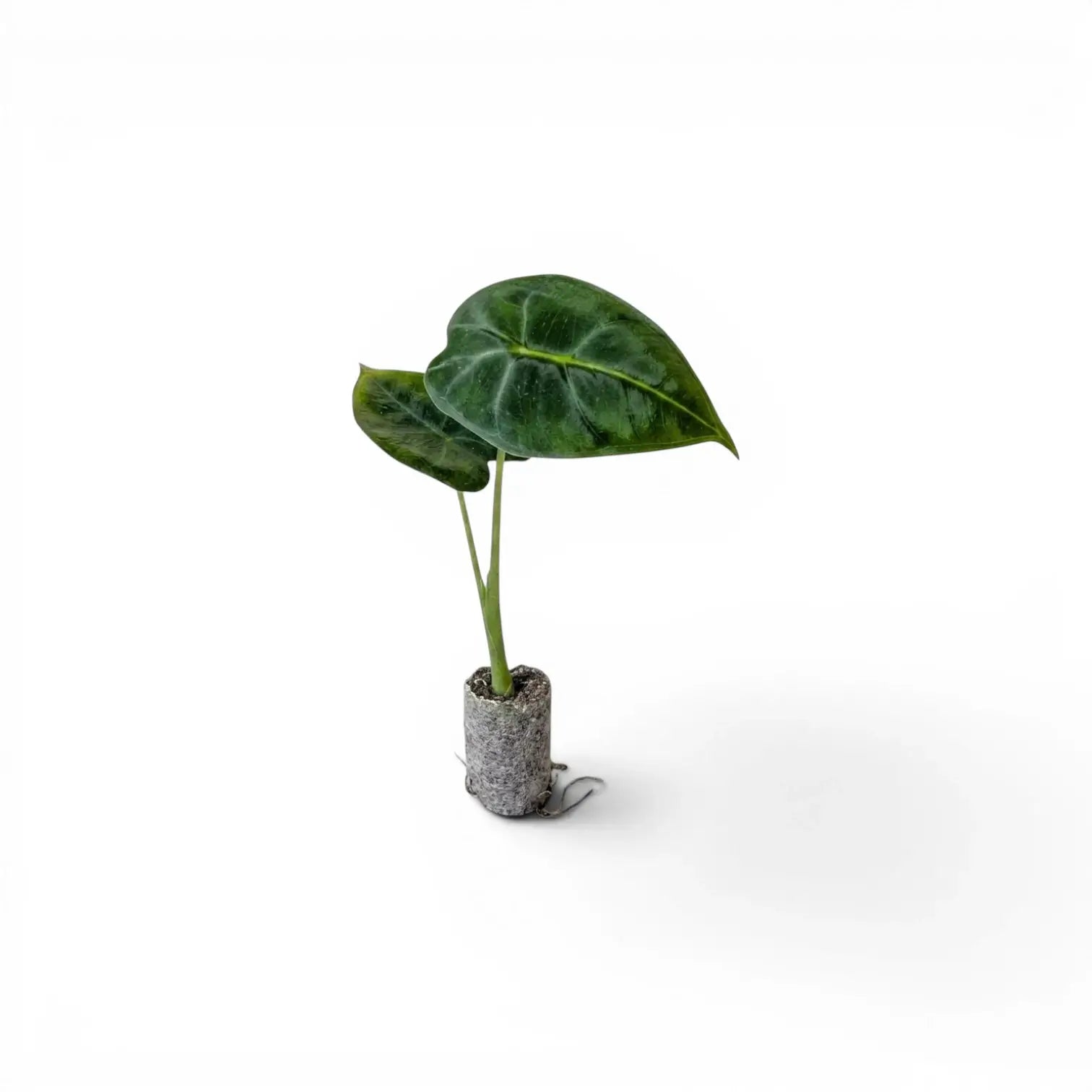 Kleine Alocasia micholitziana Jungpflanze auf weißem Hintergrund