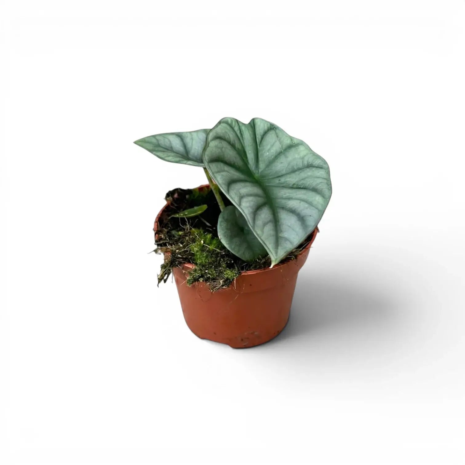 Kleine Alocasia Nebula Silver Baby-Pflanze im Kulturtopf vor weißem Hintergrund