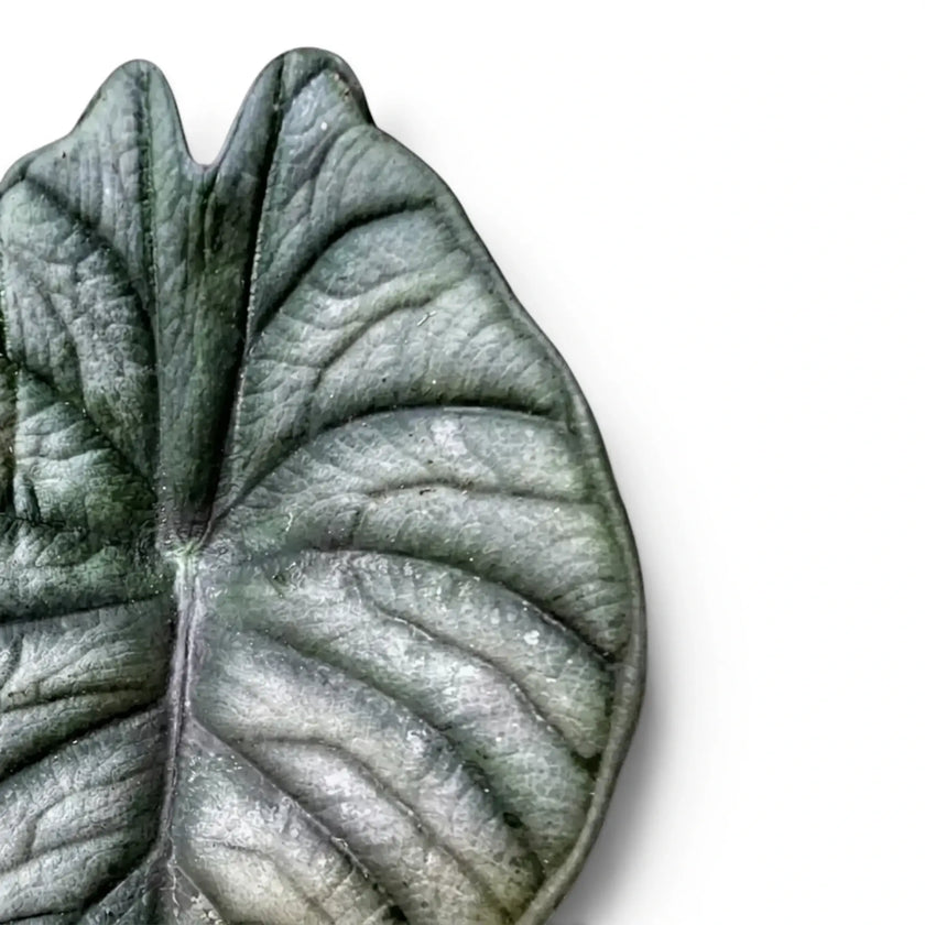 Alocasia Nebula leaf close-up on a white background
