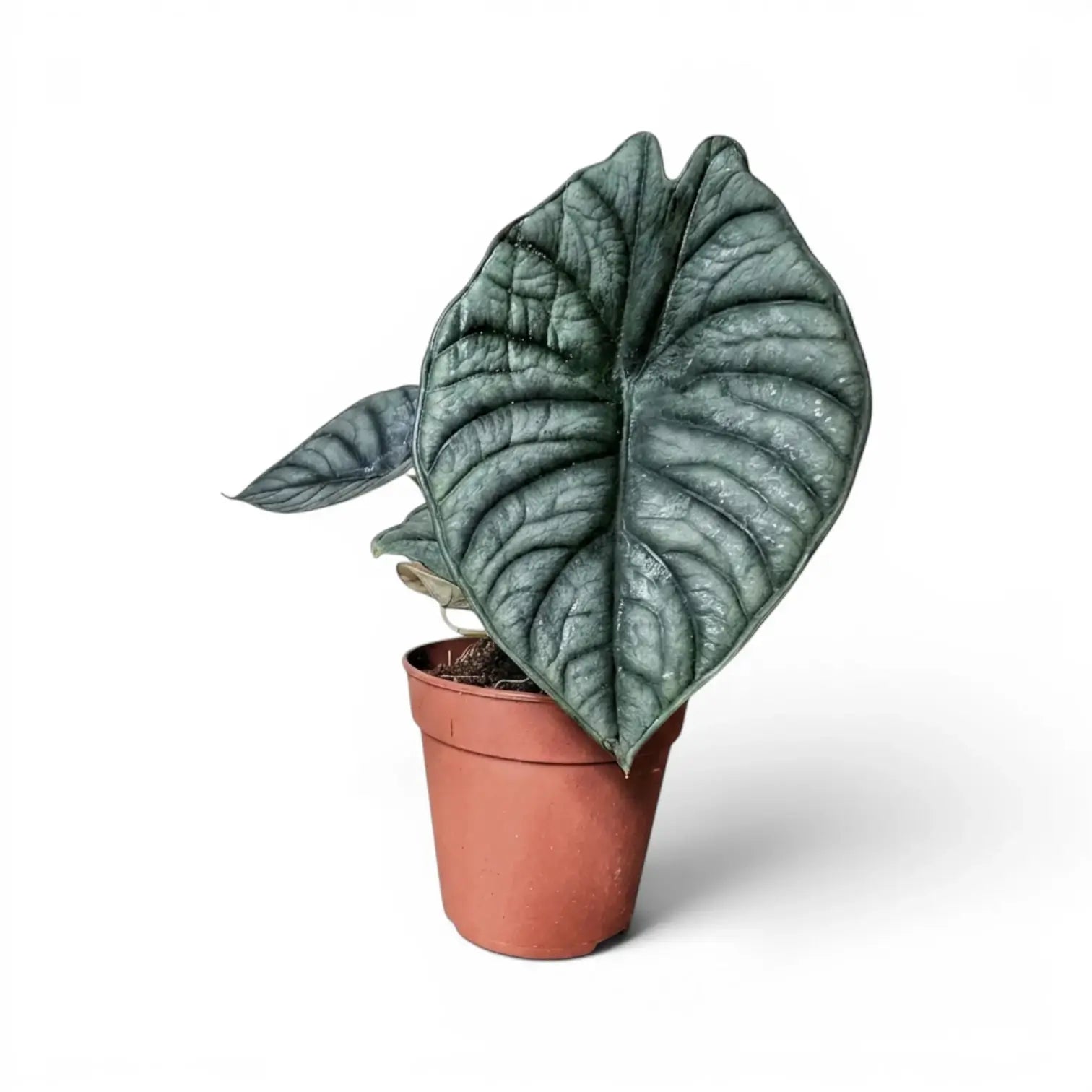 Mittelgroße Alocasia Nebula Silver im Kulturtopf vor weißem Hintergrund