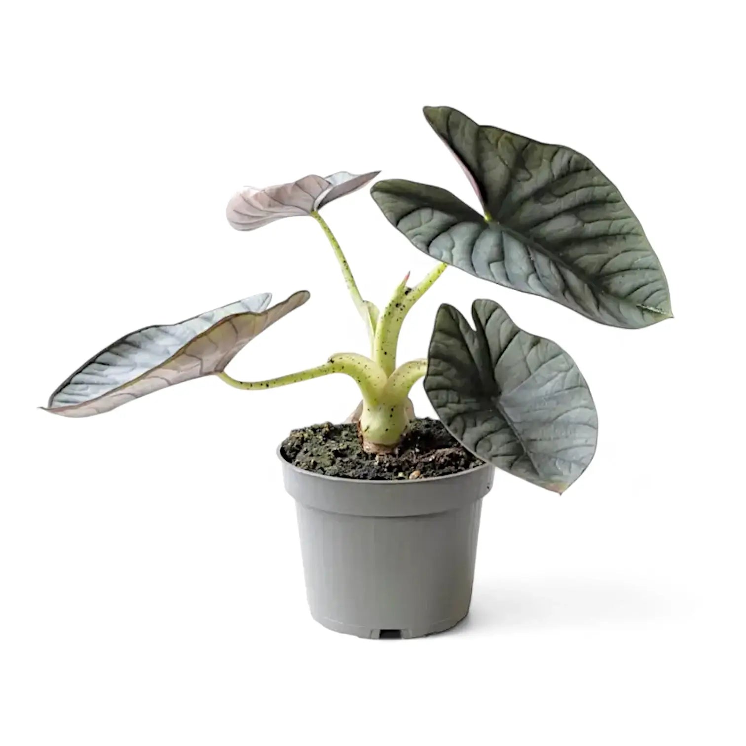 Alocasia nebula 'Silver' ('Black Diamond') potted plant in nursery pot on white background.