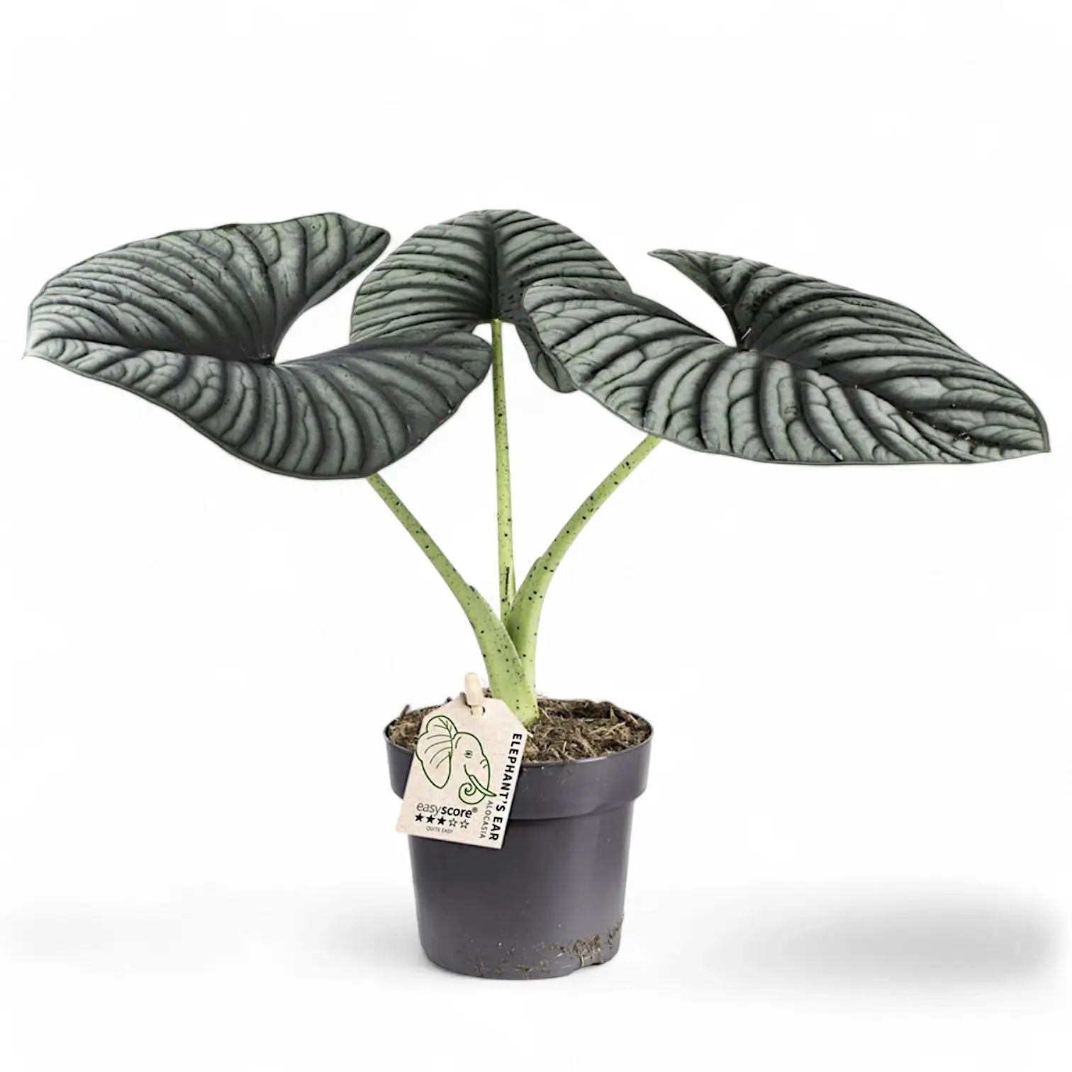 Alocasia nebula 'Silver' ('Black Diamond') potted plant in nursery pot on white background.