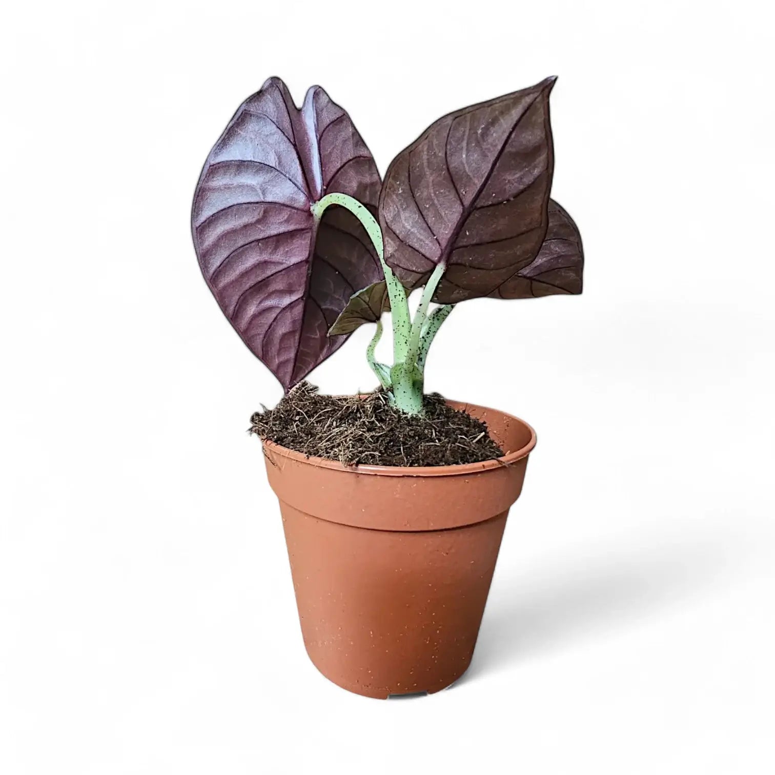 Alocasia nebula 'Silver' ('Black Diamond') potted plant in nursery pot on white background.
