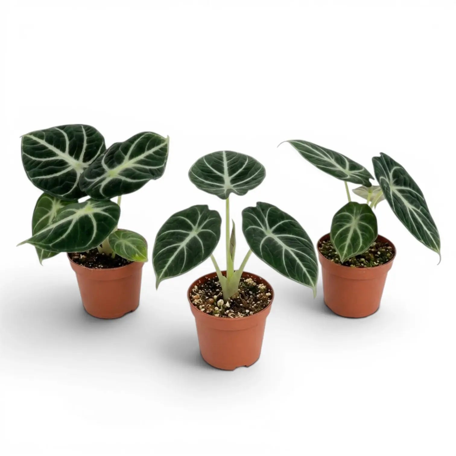 Jungpflanze von Alocasia Ninja mit strukturierten, dunkelgrünen Blättern im Anzuchttopf vor weißem Hintergrund