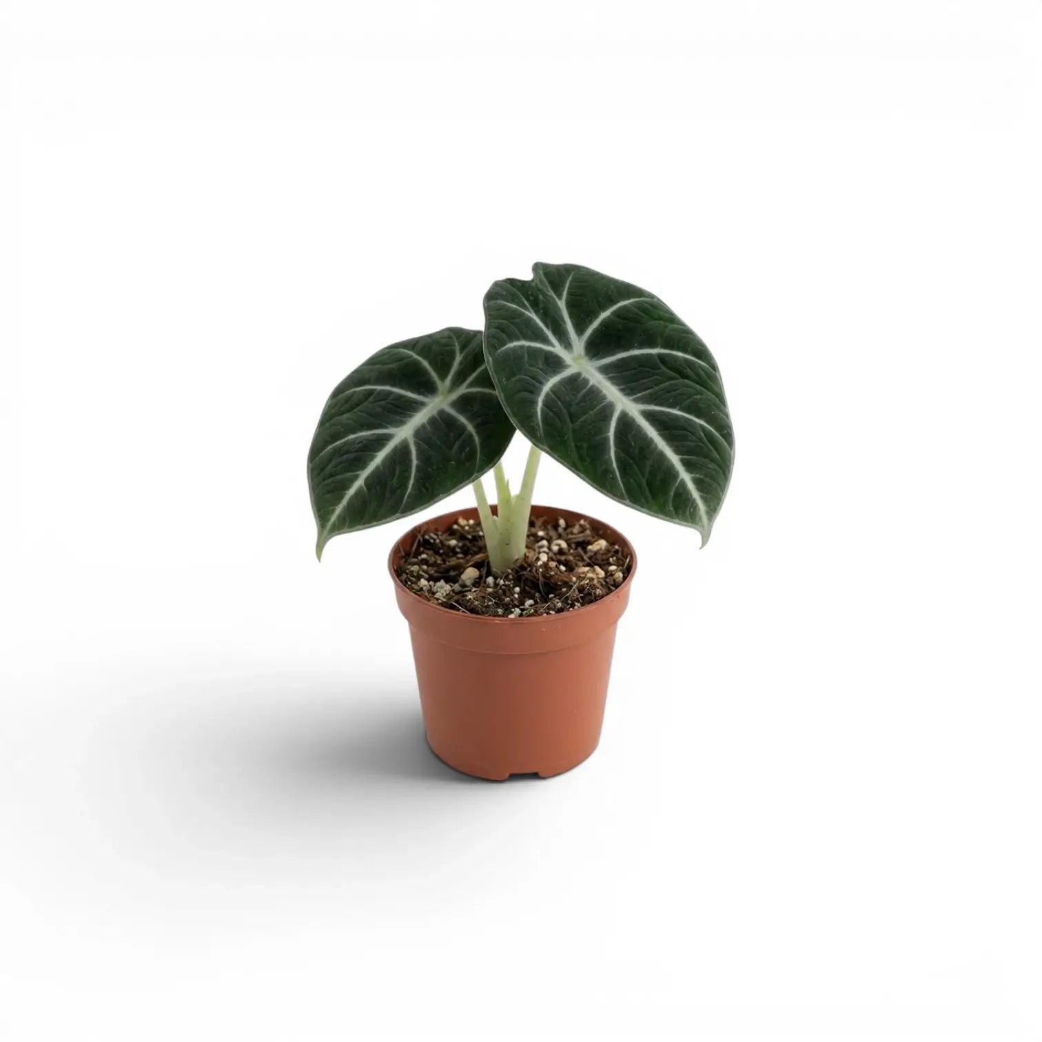 Jungpflanze von Alocasia Ninja mit strukturierten, dunkelgrünen Blättern im Anzuchttopf vor weißem Hintergrund
