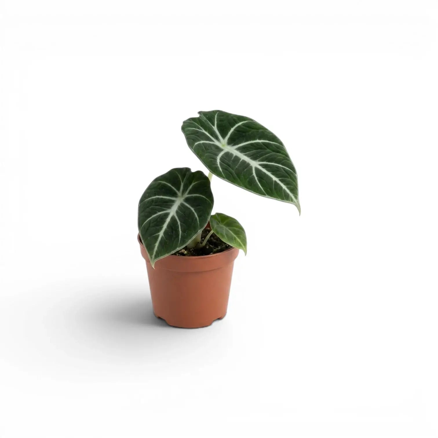 Jungpflanze von Alocasia Ninja mit strukturierten, dunkelgrünen Blättern im Anzuchttopf vor weißem Hintergrund