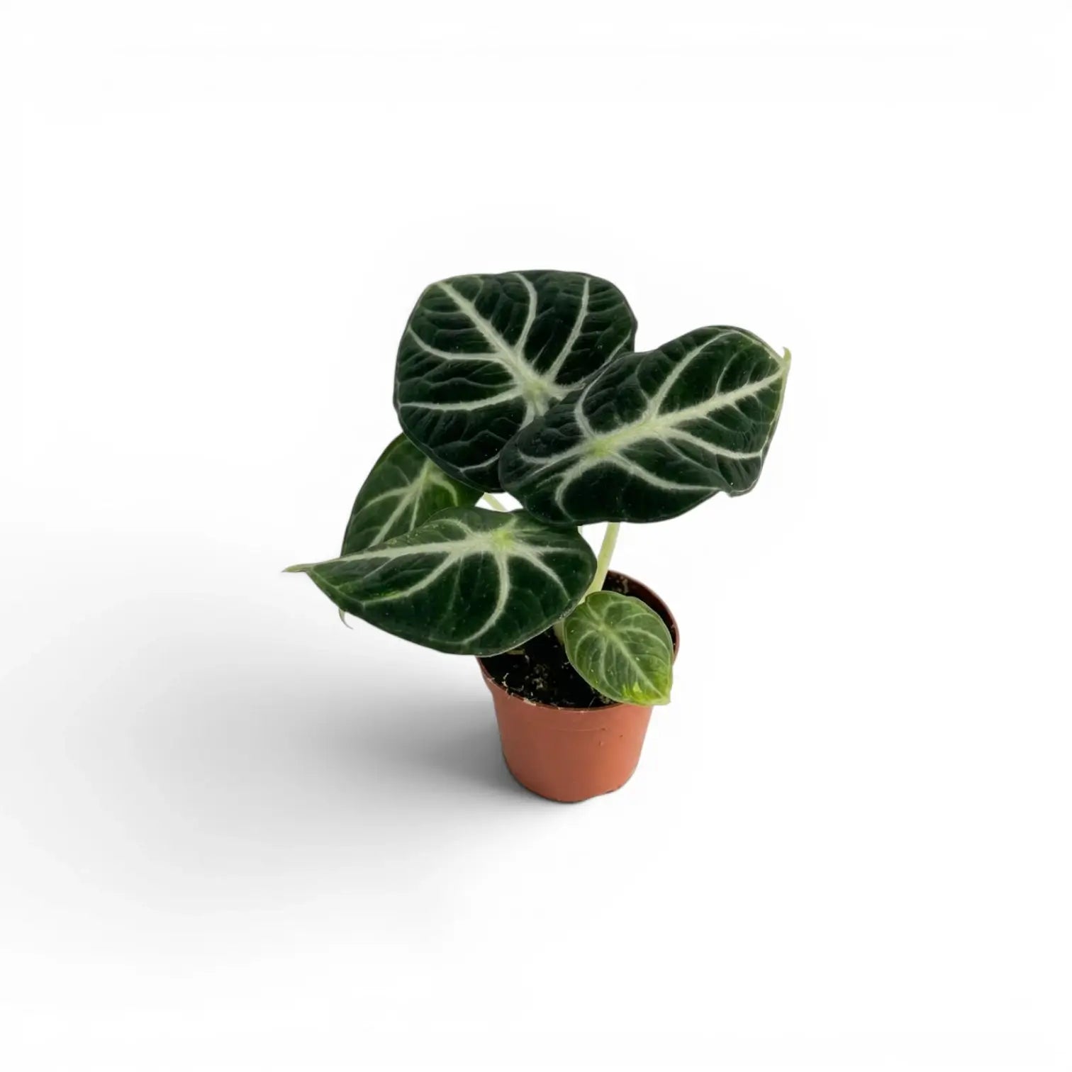 Jungpflanze von Alocasia Ninja mit strukturierten, dunkelgrünen Blättern im Anzuchttopf vor weißem Hintergrund