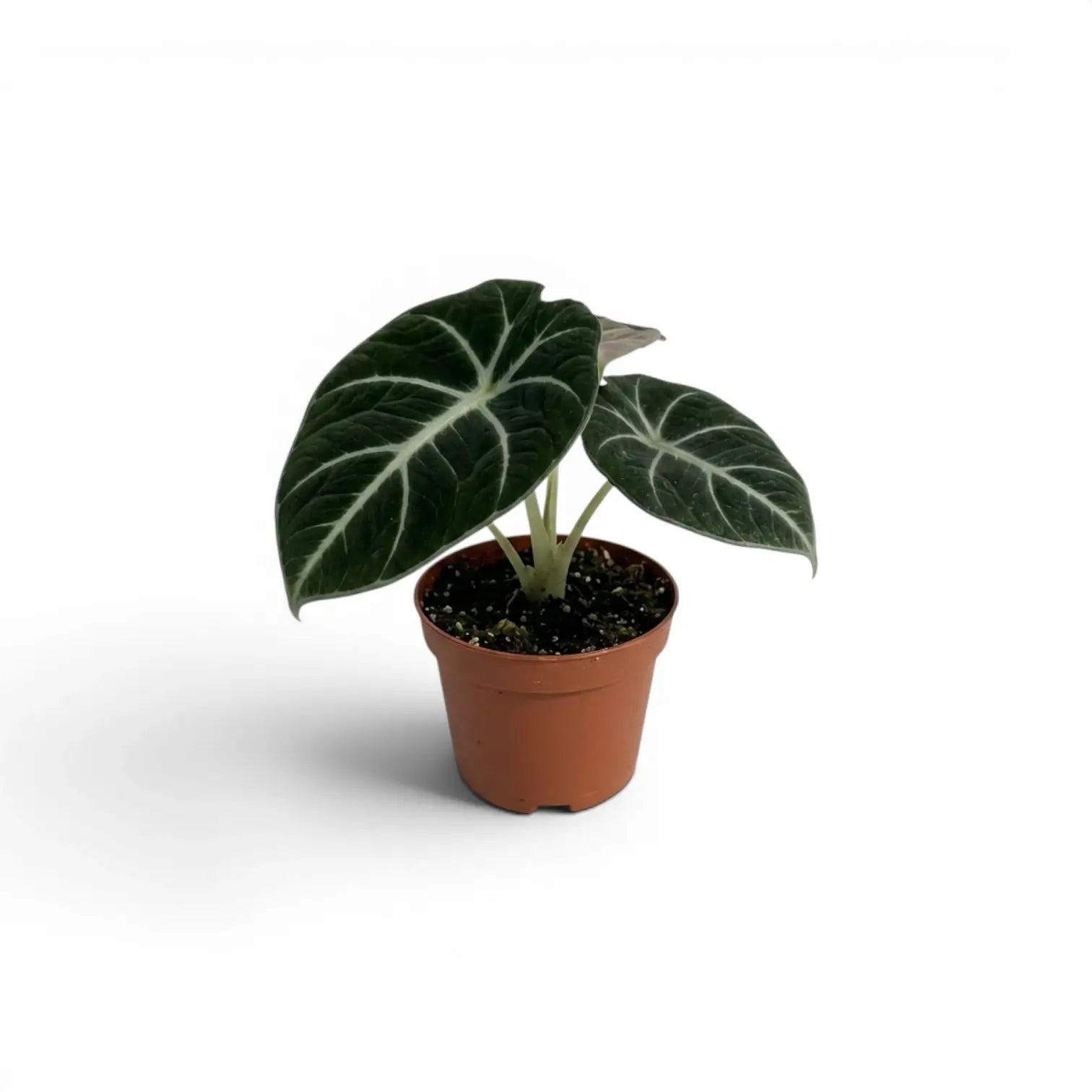 Jungpflanze von Alocasia Ninja mit strukturierten, dunkelgrünen Blättern im Anzuchttopf vor weißem Hintergrund
