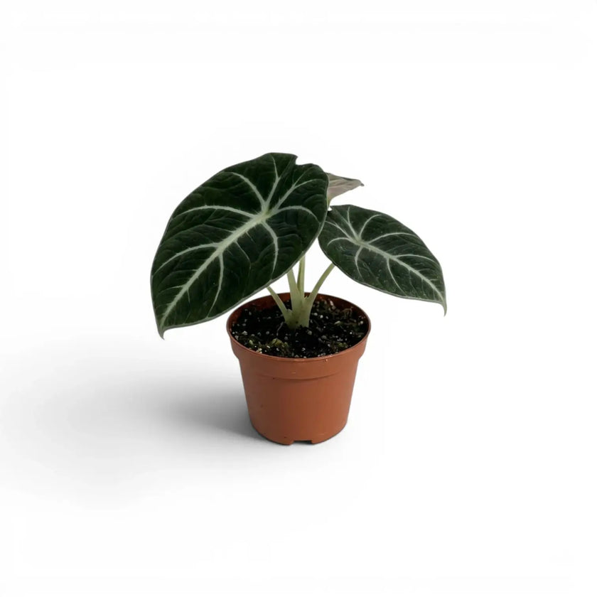 Jungpflanze von Alocasia Ninja mit strukturierten, dunkelgrünen Blättern im Anzuchttopf vor weißem Hintergrund