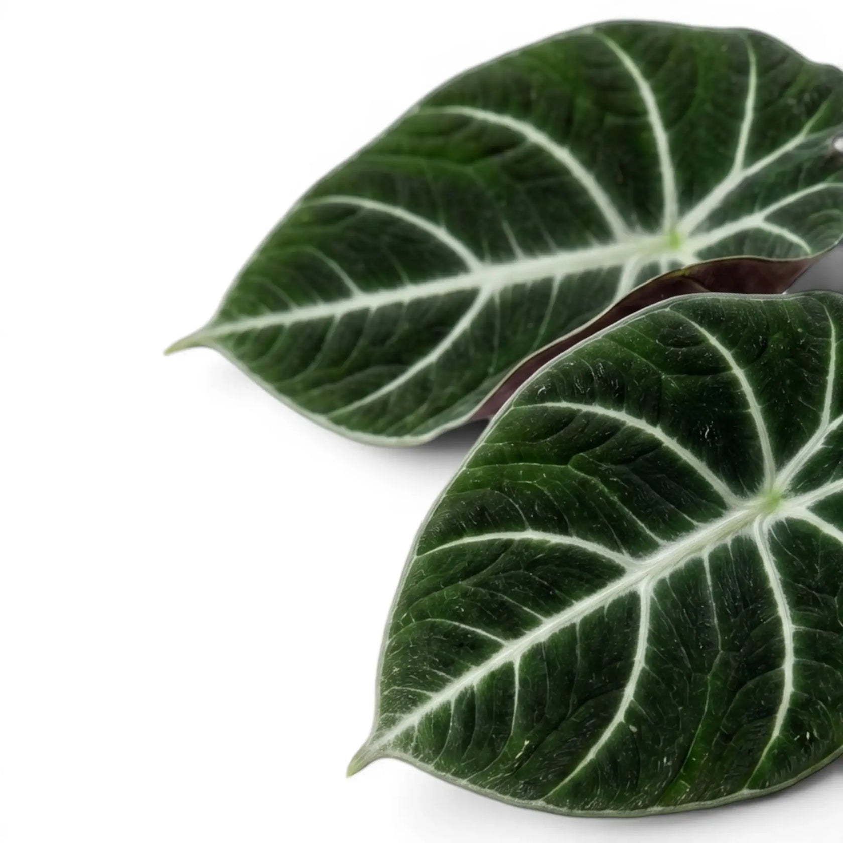 Nahaufnahme eines strukturierten, dunkelgrünen Blatts von Alocasia Ninja mit weißen Adern vor weißem Hintergrund