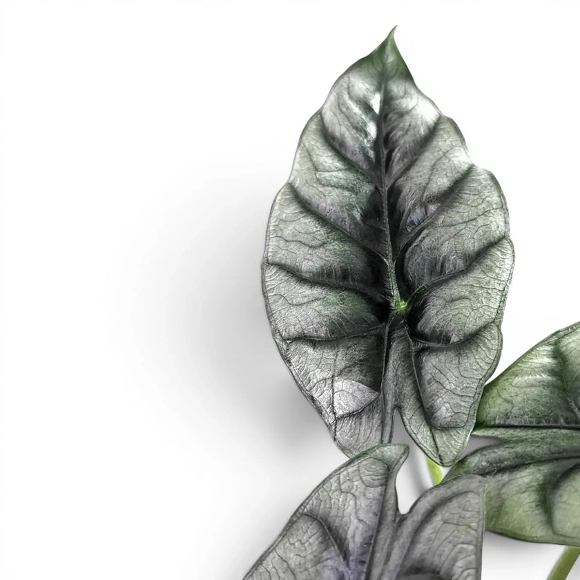 Alocasia reversa