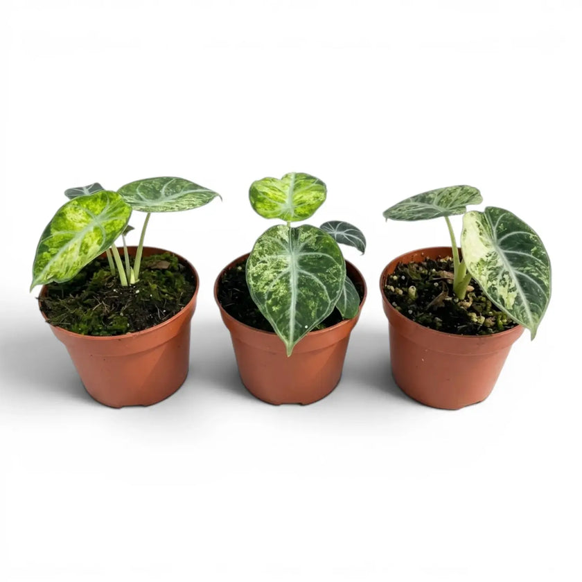 Jungpflanze von Alocasia Ninja Tricolor im Anzuchttopf vor weißem Hintergrund