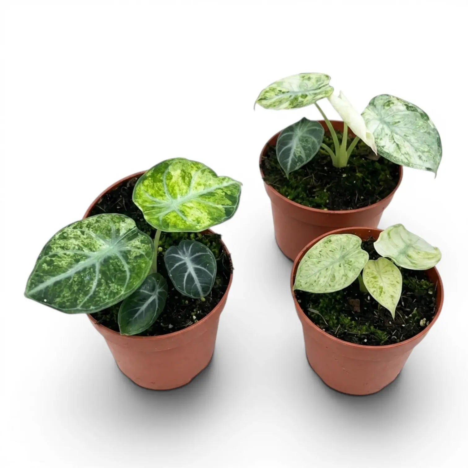 Jungpflanze von Alocasia Ninja Tricolor im Anzuchttopf vor weißem Hintergrund