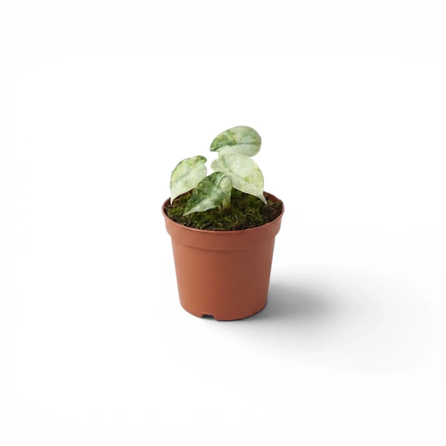 Small Alocasia reginula ‘Ninja Tricolor’ in a 9 cm pot, with three pale cream-and-mint leaves.