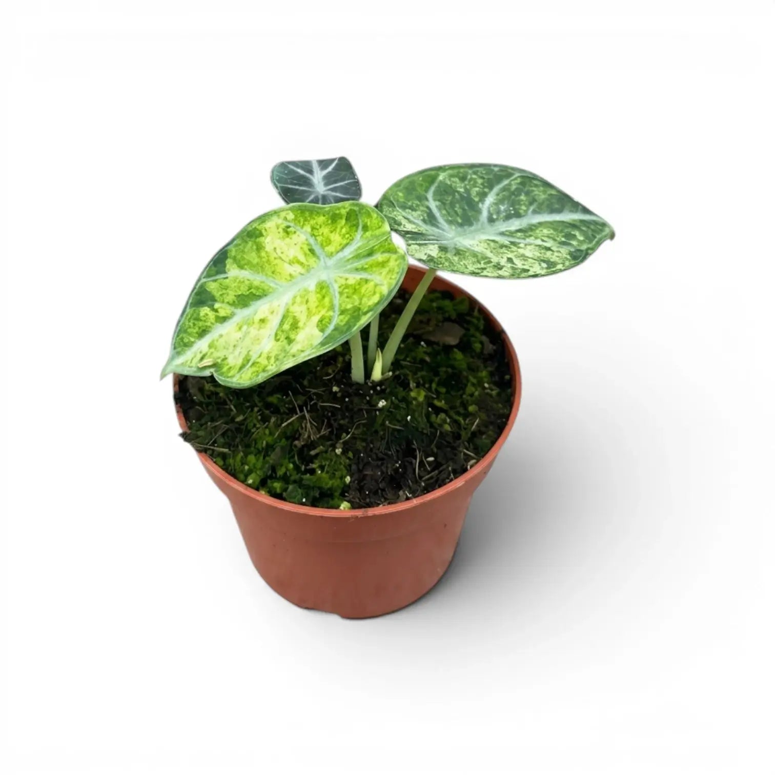 Jungpflanze von Alocasia Ninja Tricolor im Anzuchttopf vor weißem Hintergrund