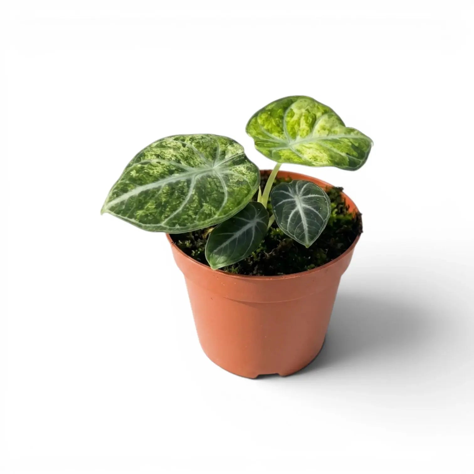 Jungpflanze von Alocasia Ninja Tricolor im Anzuchttopf vor weißem Hintergrund