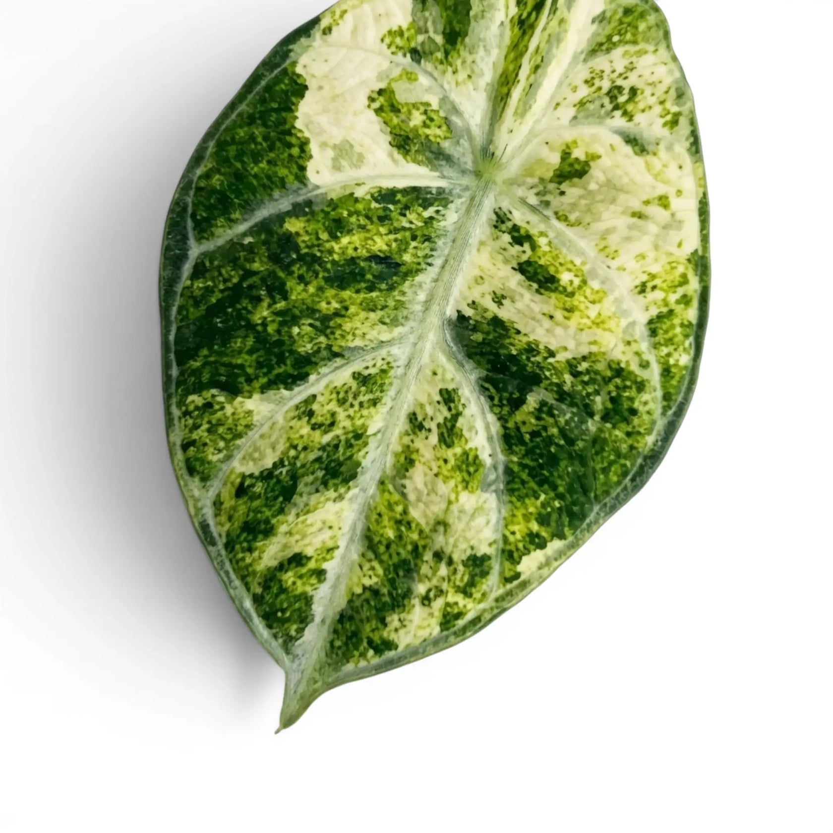 Nahaufnahme eines panaschierten Blatts von Alocasia Ninja Tricolor mit dunkelgrünen, weißen und blassgelben Partien vor weißem Hintergrund