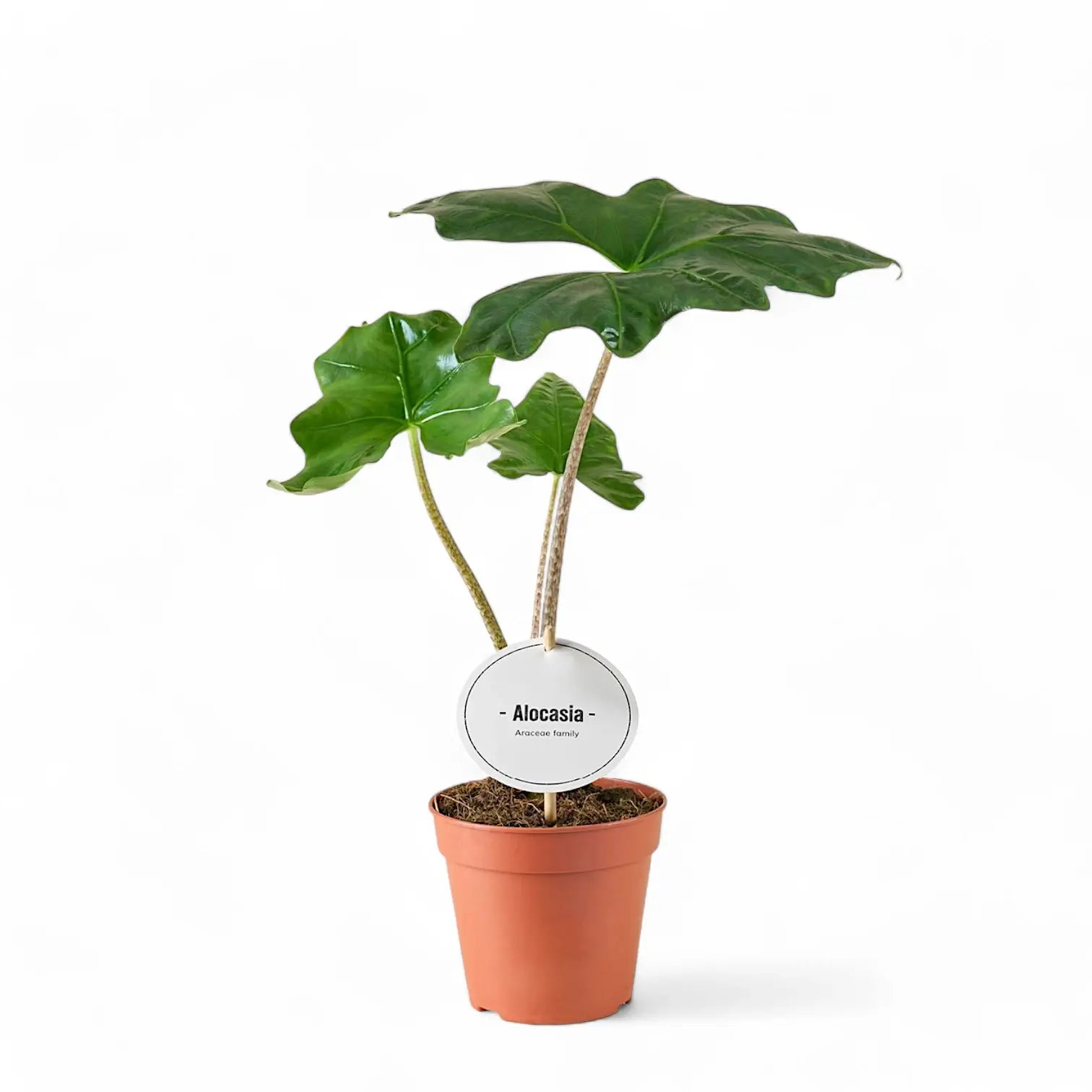 Alocasia nycteris 'Batwing' potted plant in nursery pot on white background.