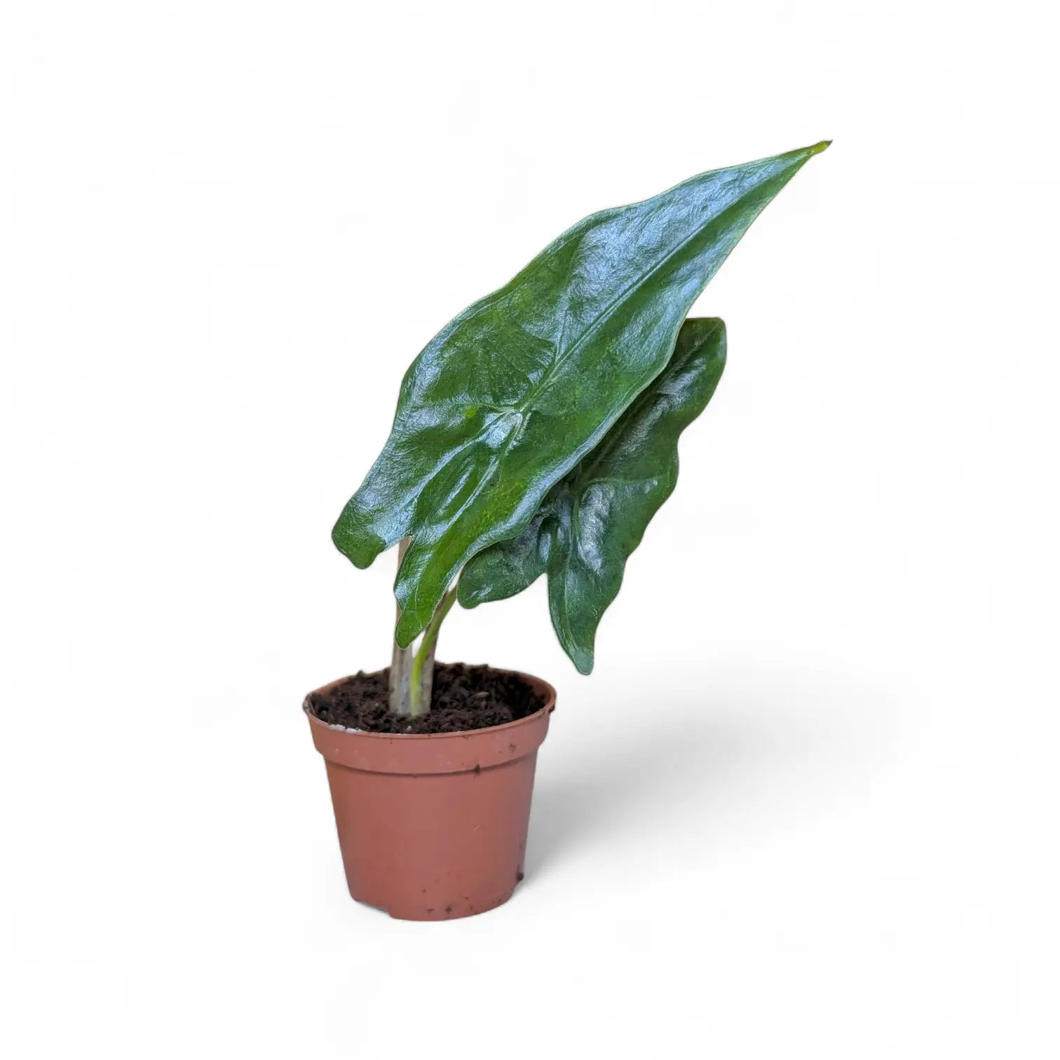 Alocasia nycteris 'Batwing' potted plant in nursery pot on white background.