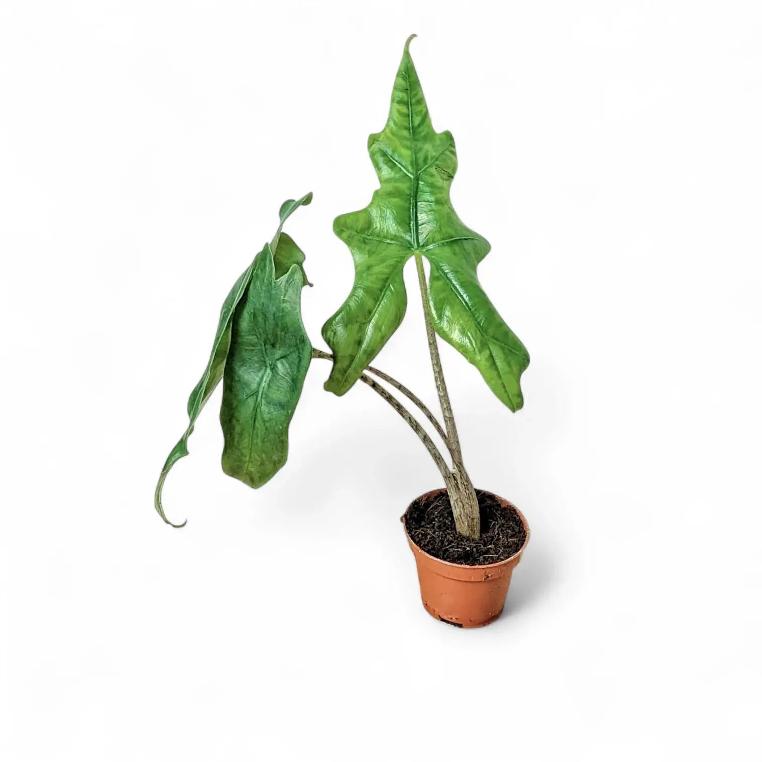 Alocasia nycteris 'Batwing' potted plant in nursery pot on white background.