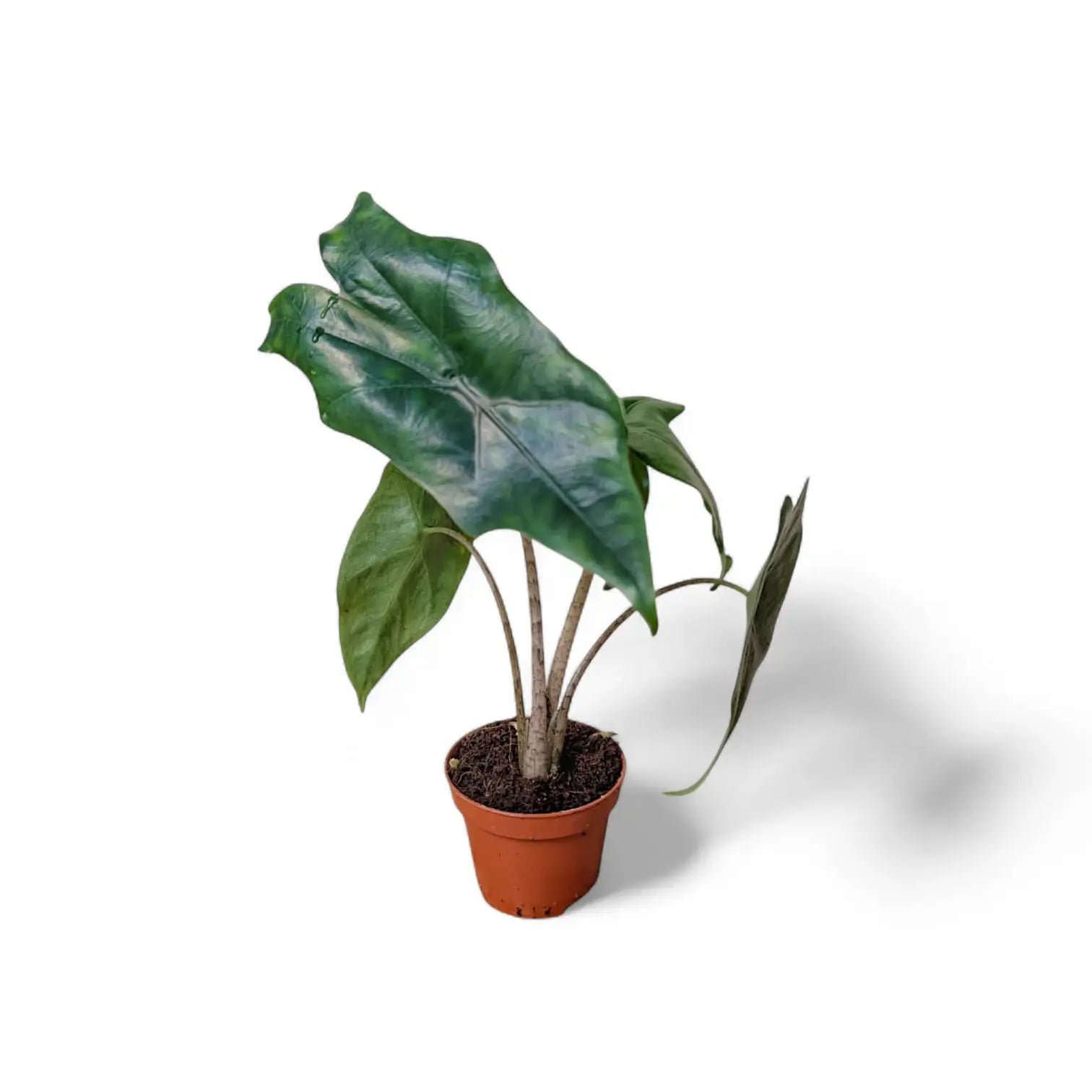 Alocasia nycteris 'Batwing' potted plant in nursery pot on white background.