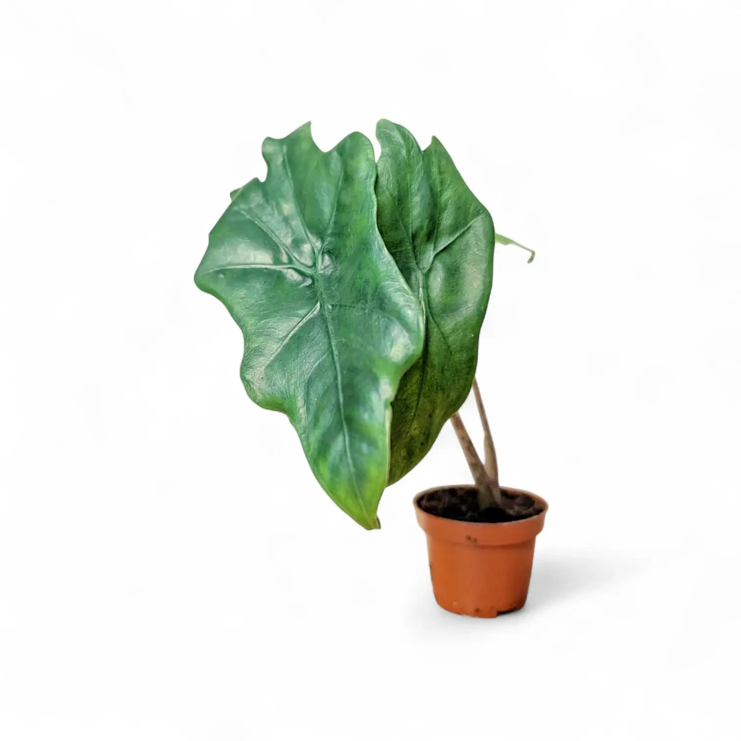 Alocasia nycteris 'Batwing' potted plant in nursery pot on white background.