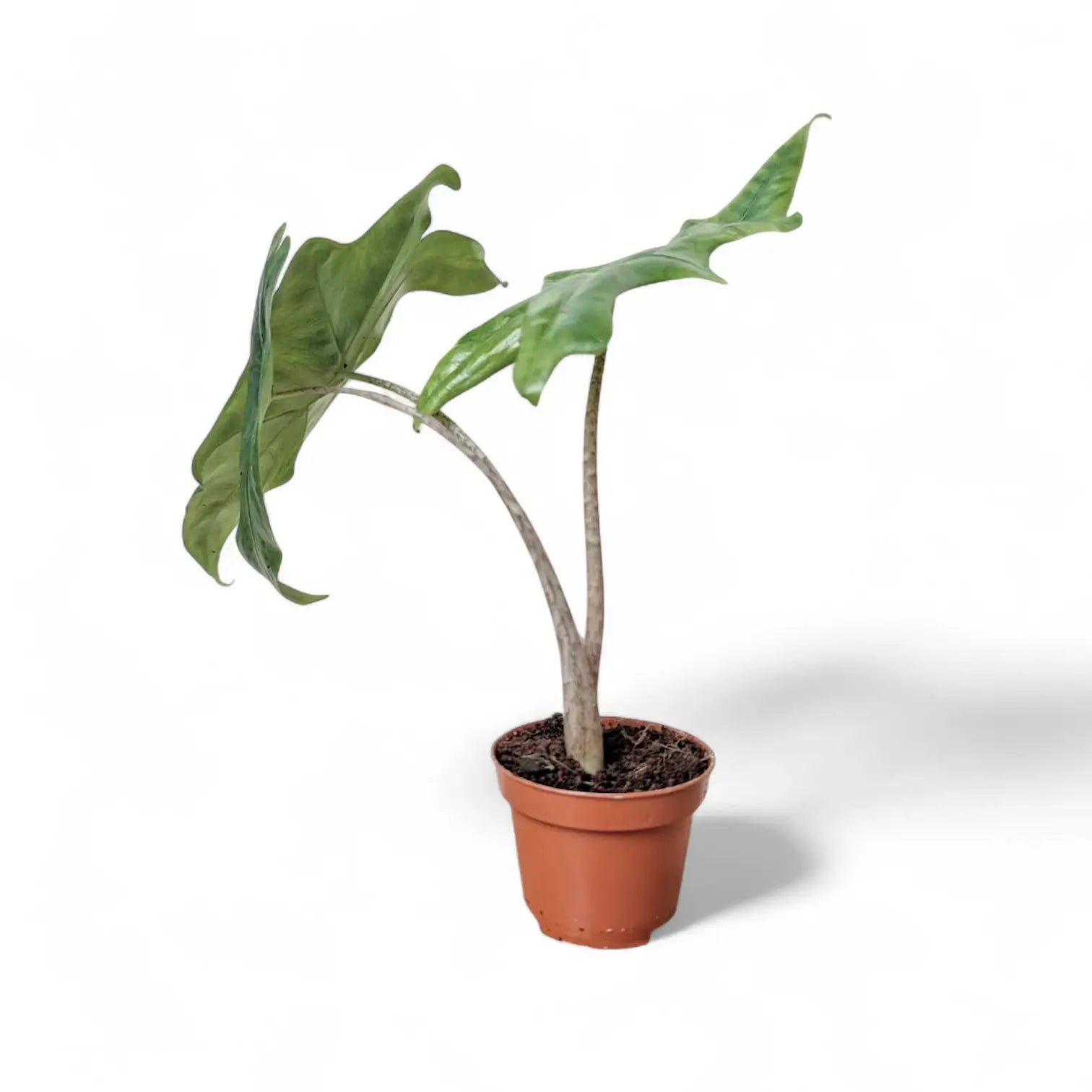 Alocasia nycteris 'Batwing' potted plant in nursery pot on white background.