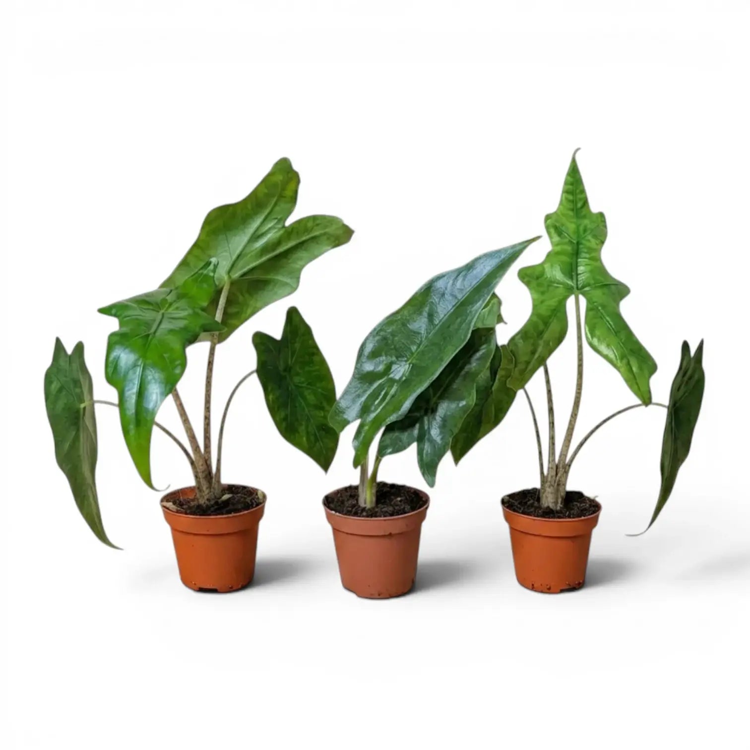 Junge Alocasia nycteris Batwing mit tief gelappten Blättern im Anzuchttopf vor weißem Hintergrund