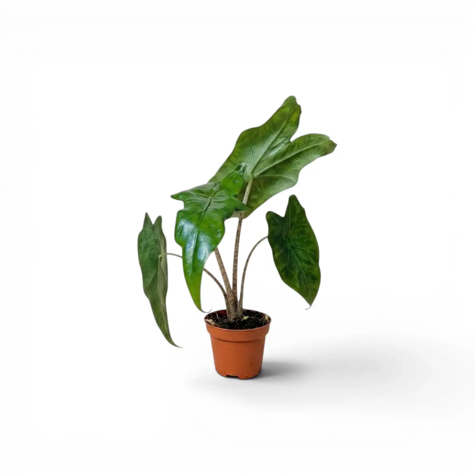 Junge Alocasia nycteris Batwing mit tief gelappten Blättern im Anzuchttopf vor weißem Hintergrund