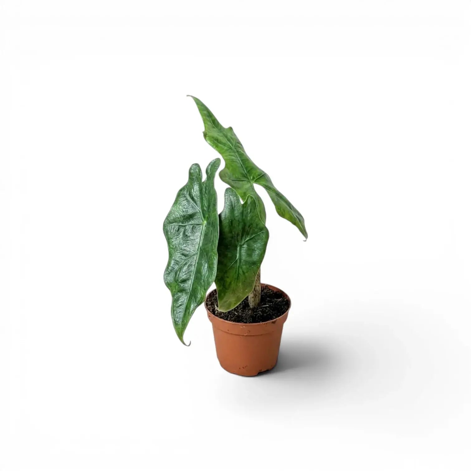 Jungpflanze von Alocasia nycteris Batwing mit tief gelappten Blättern im Anzuchttopf vor weißem Hintergrund
