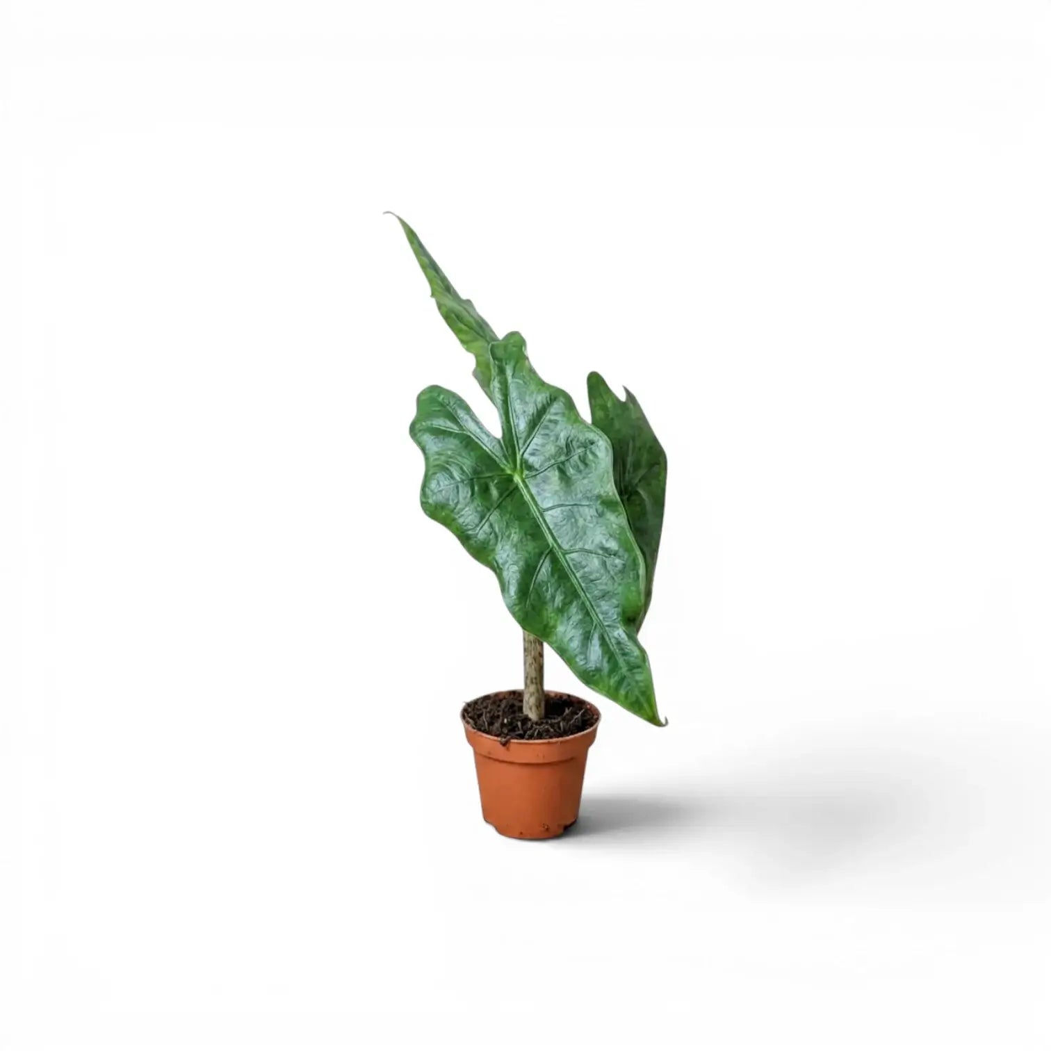 Jungpflanze von Alocasia nycteris Batwing mit tief gelappten Blättern im Anzuchttopf vor weißem Hintergrund