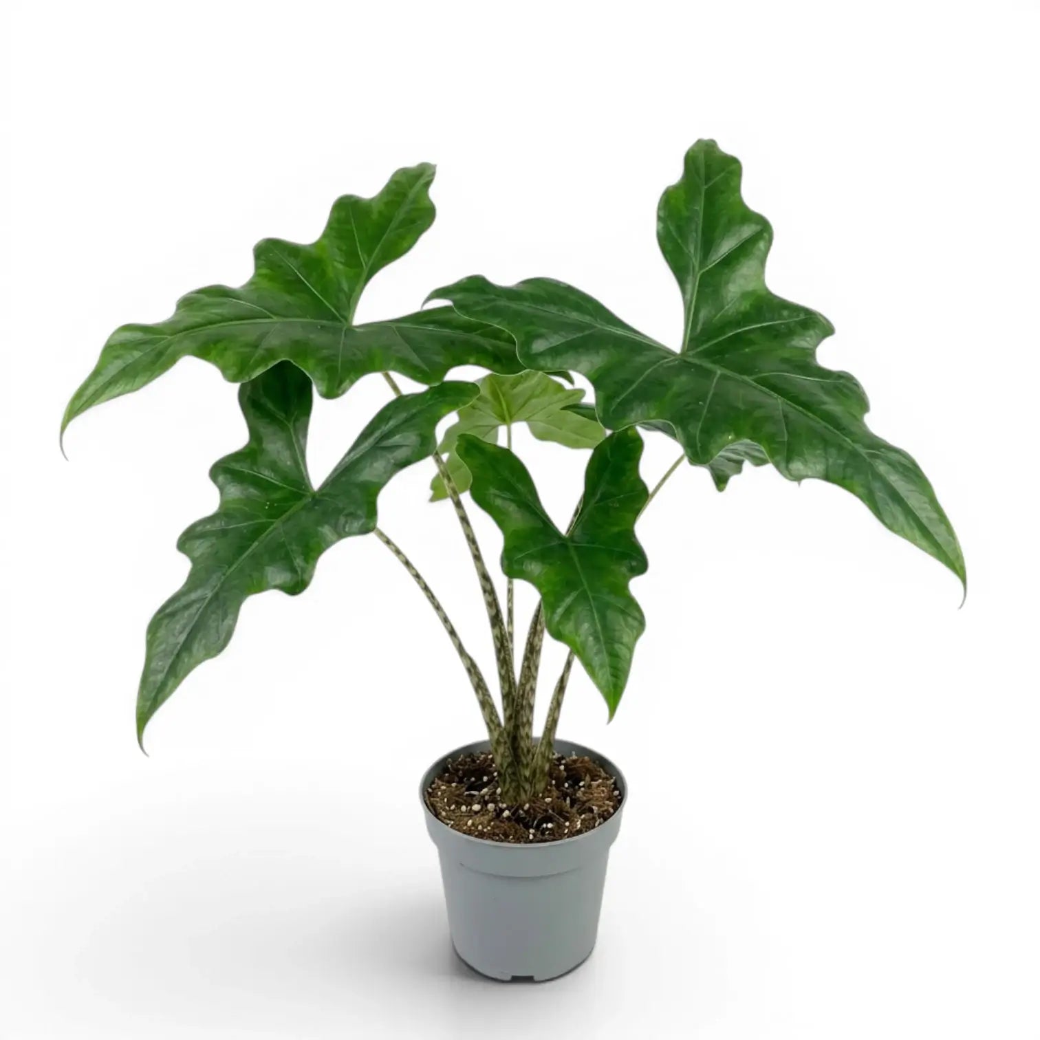 Mittelgroße Alocasia nycteris Batwing mit tief gelappten Blättern im Anzuchttopf vor weißem Hintergrund