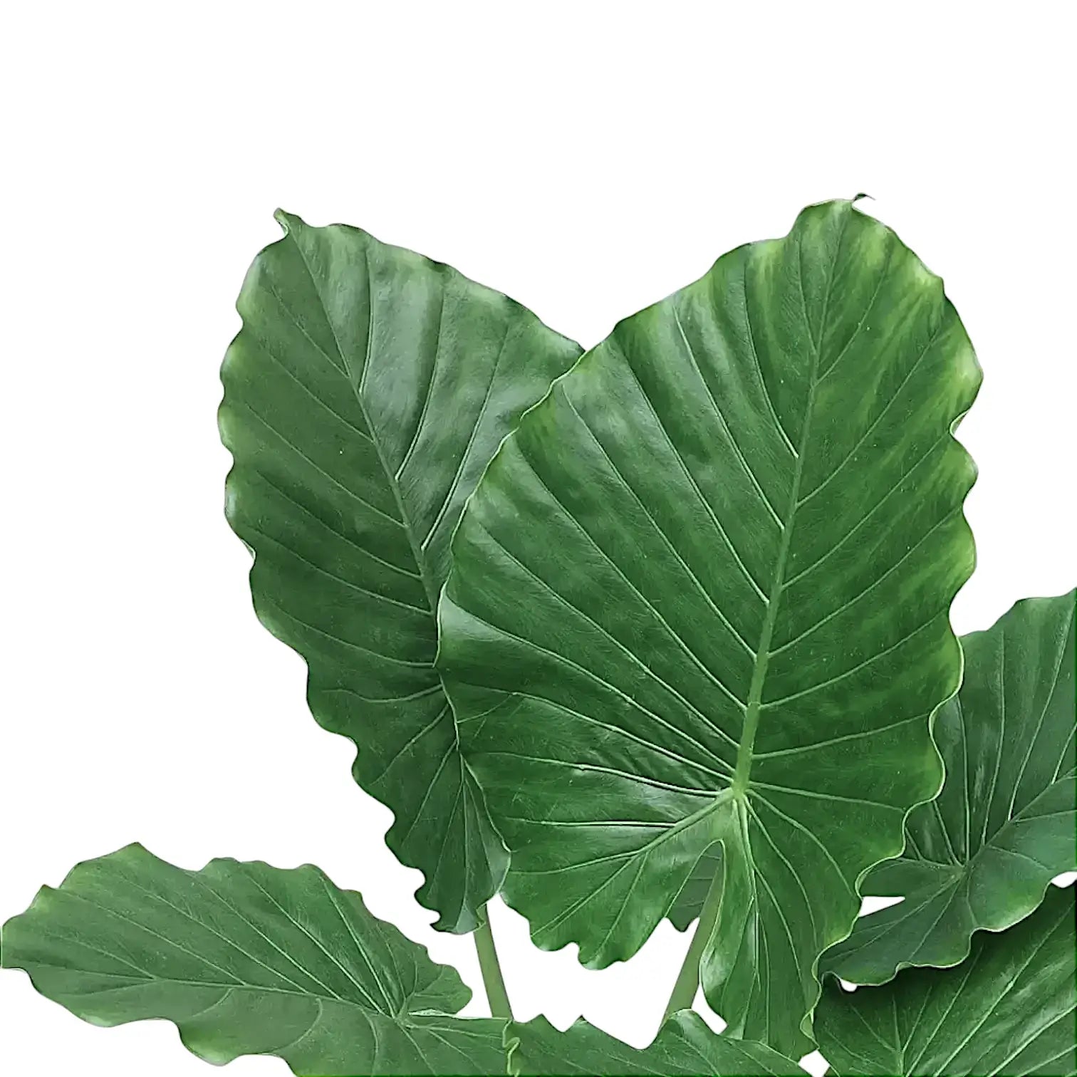 Alocasia odora 'California' close-up of leaf on white background.